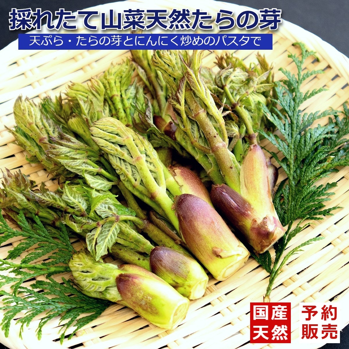 タラの芽（野菜＞山菜）の産地直送商品一覧（通販・お取り寄せ
