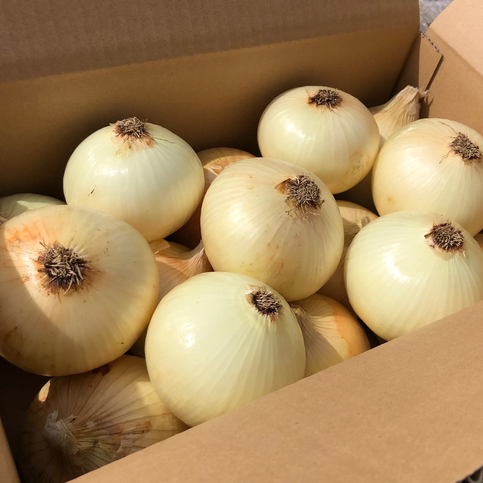 カツラギ農園 淡路島たまねぎ5kg品種七宝 | 野菜/玉ねぎ 産直アウル