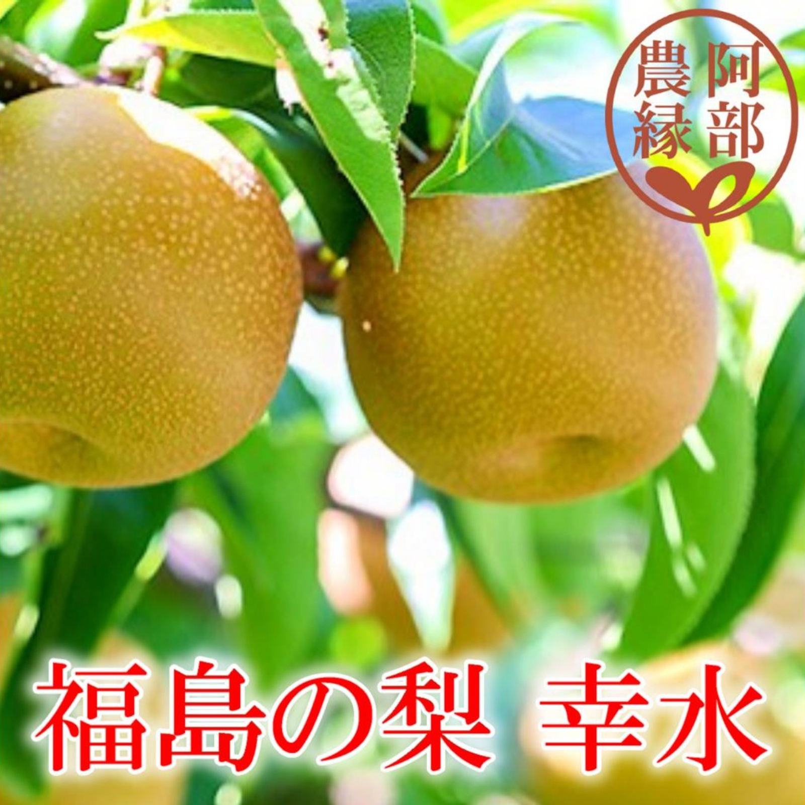 和梨の予約】福島の完熟梨 幸水5kg(12~16玉) ギフト・贈答用に【8月下旬~9月中旬お届け予定】 果物/梨 産直アウル 農家から直接野菜などの食材を購入できる産地直送の宅配通販サイト 幸水梨①
