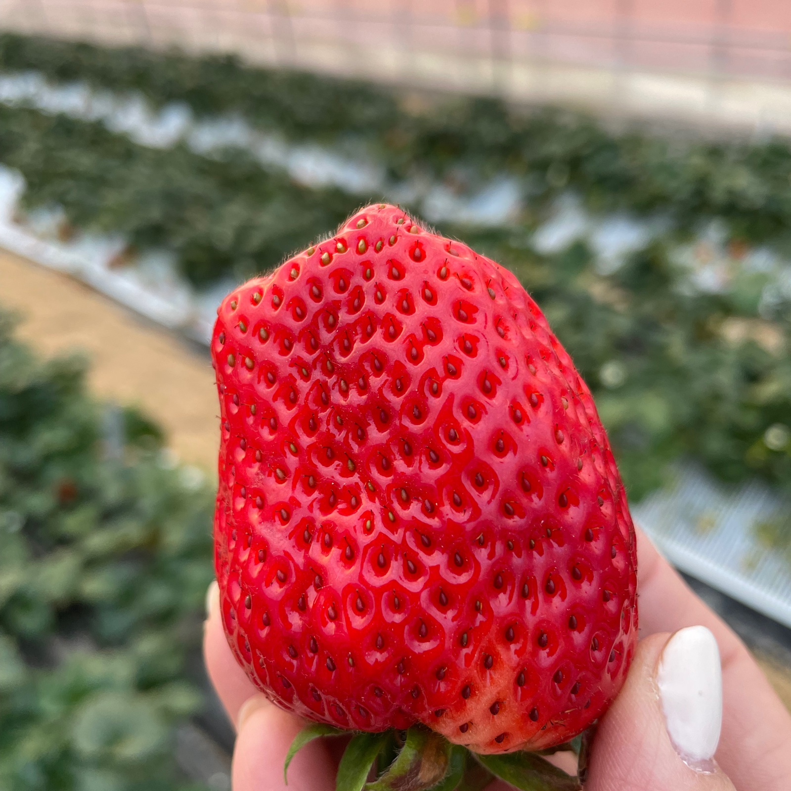 cap35（奈良県・三郷町）｜生産者詳細｜産直アウル