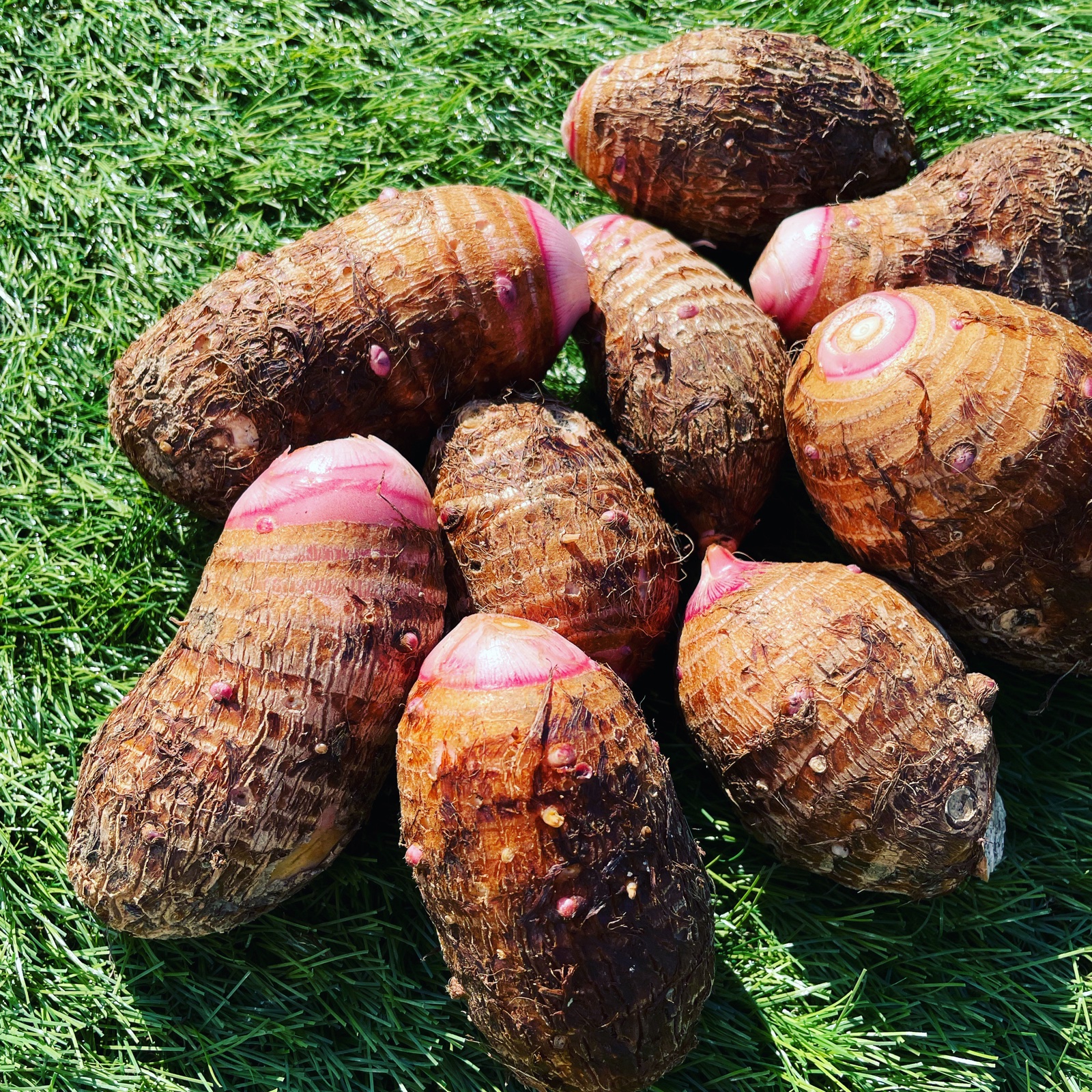 里芋1kg セレベス | 野菜/里いも 産直アウル 農家から直接野菜などの