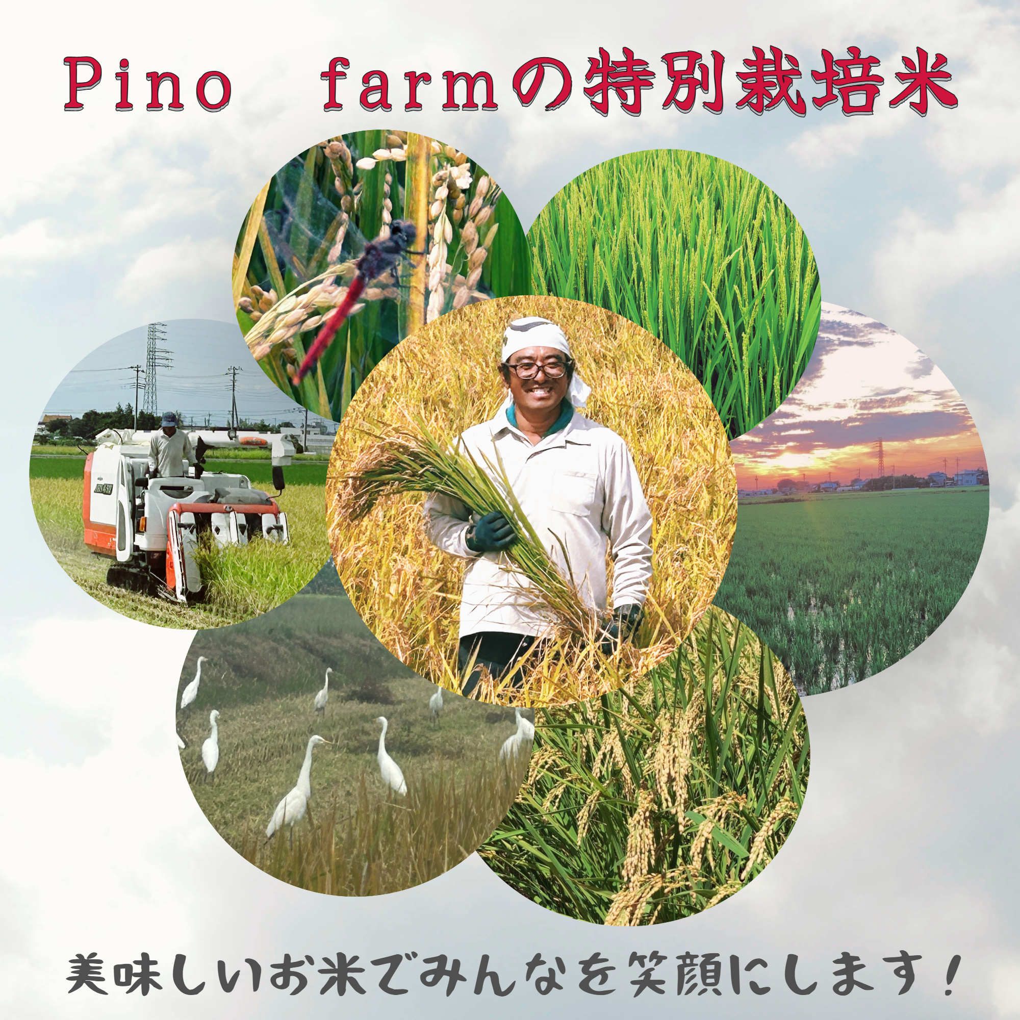 R7年産特別栽培米 ミルキークイーン 10kg ｜ 米・穀物/米/精米 産直