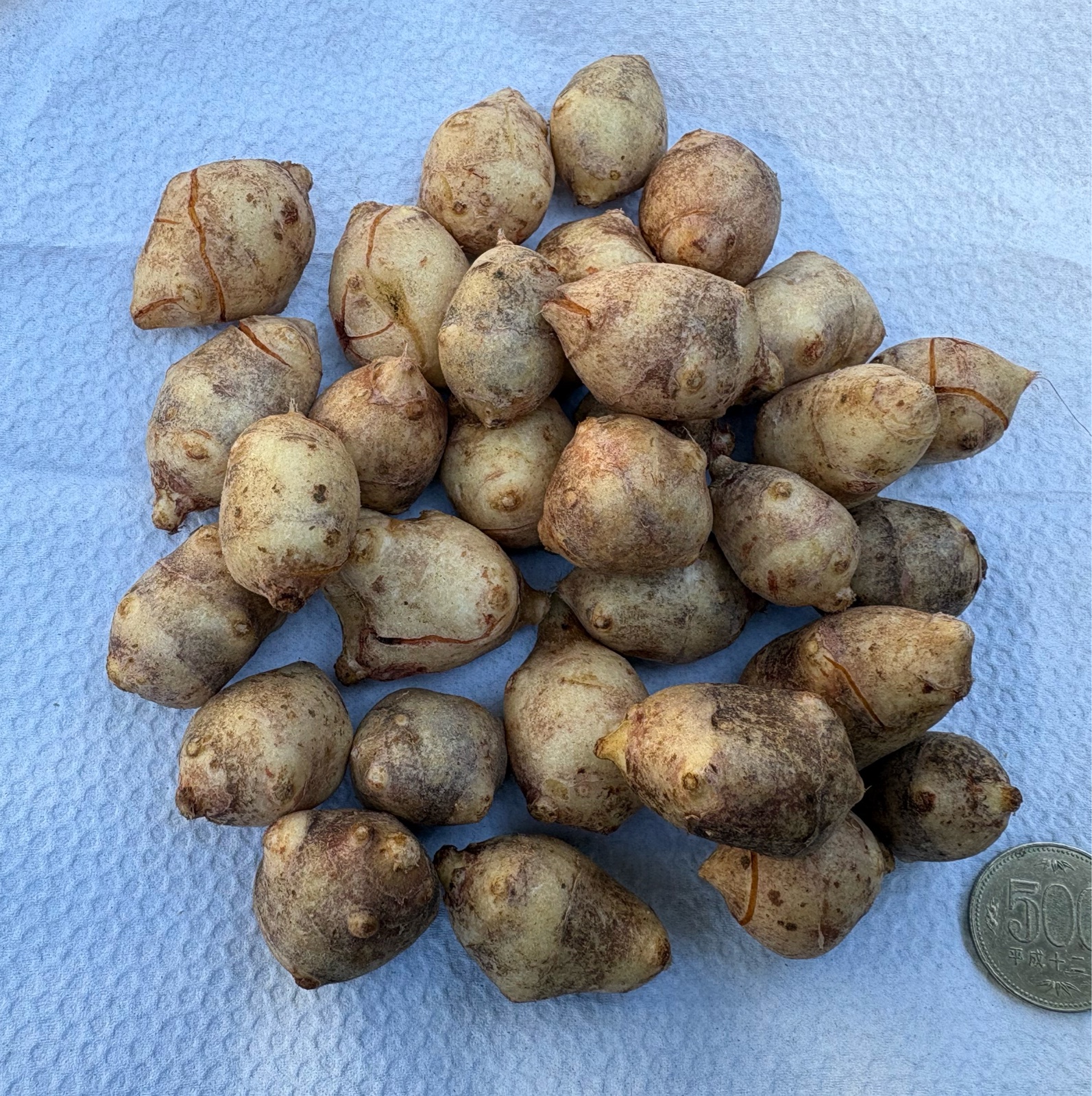 MOA自然農法 超訳あり品 紫菊芋5kg ｜ 野菜/その他野菜 産直アウル