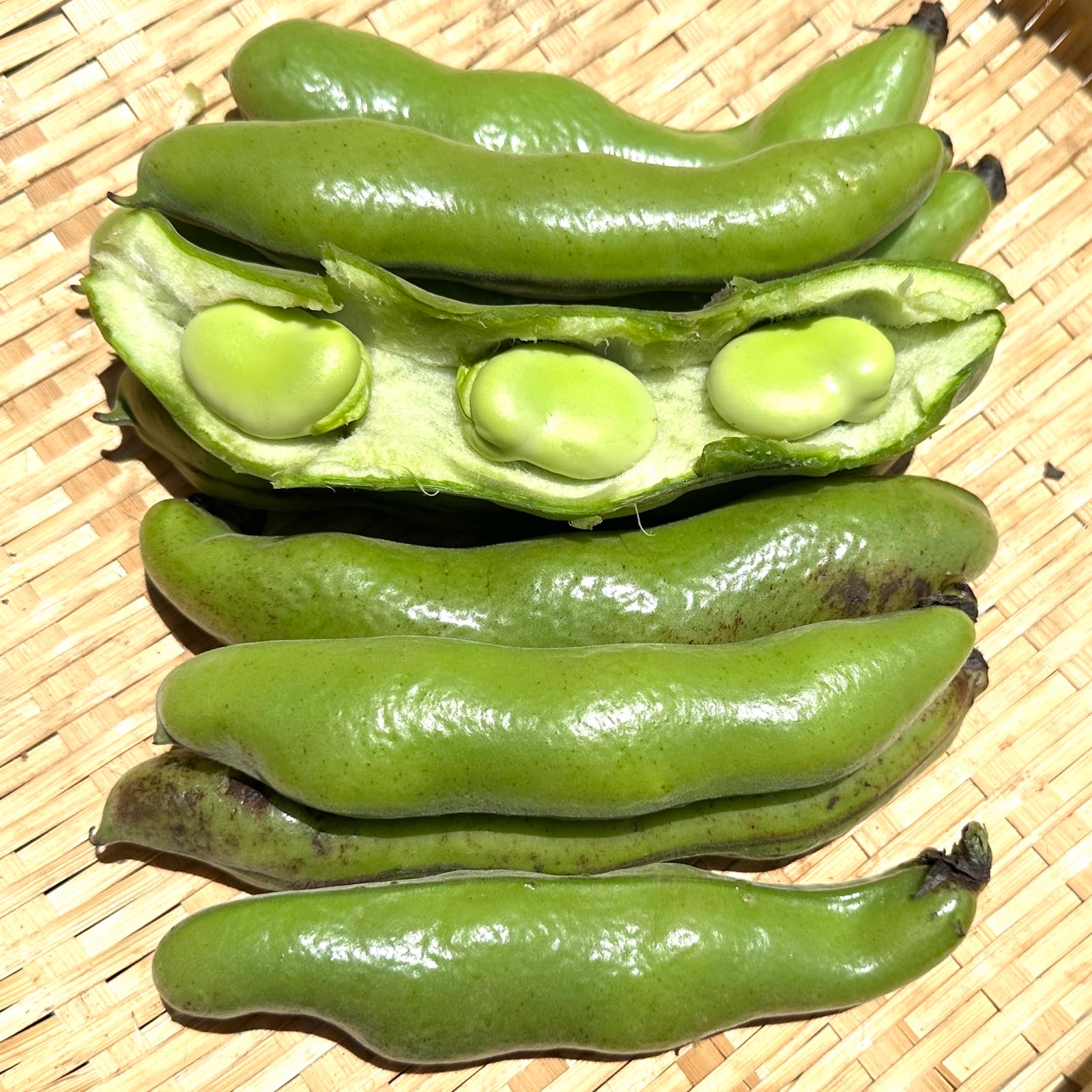 そら豆10kg 大澤農園の「新鮮そら豆」 ｜ 野菜/豆類 産直アウル 農家・漁師など