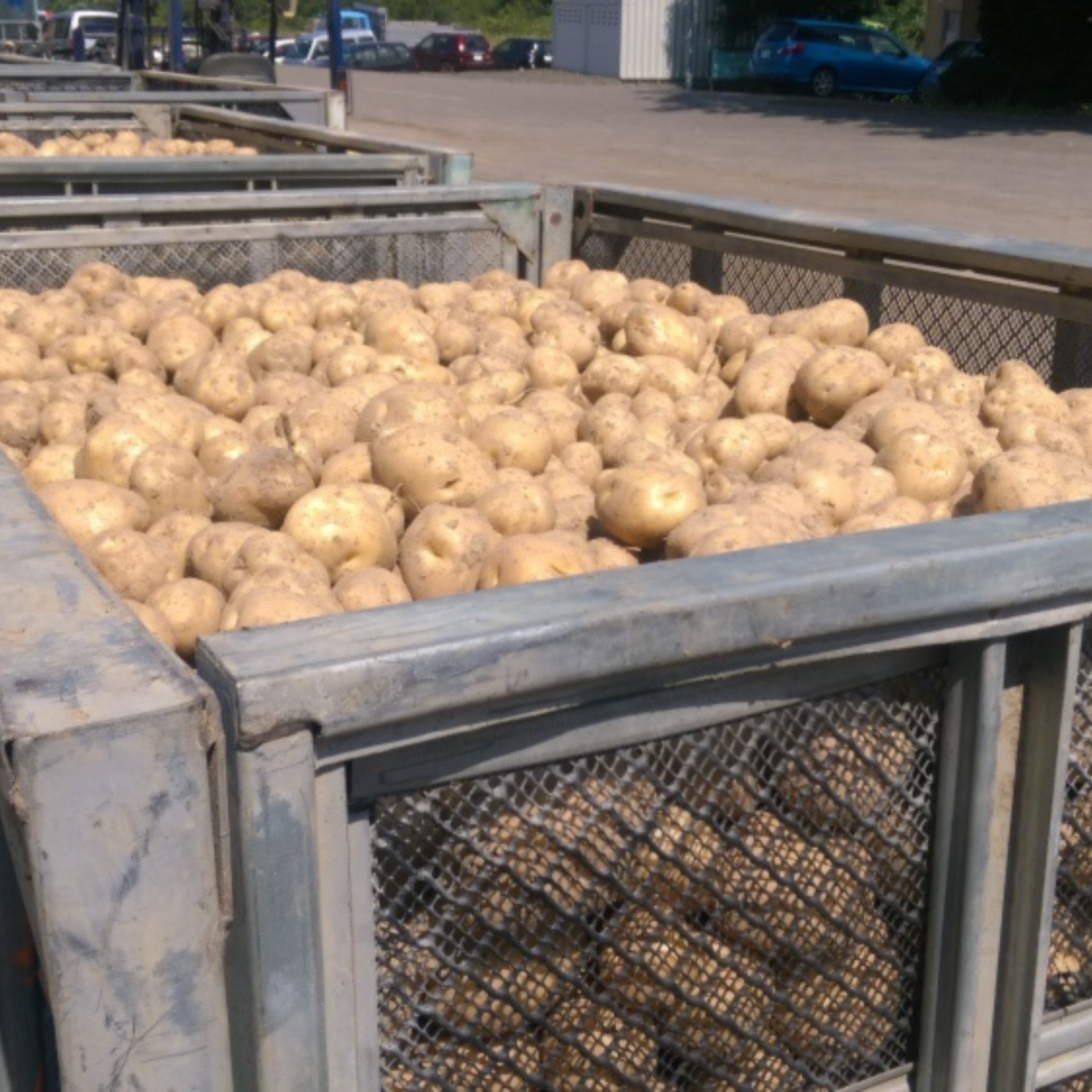 北海道産じゃがいもとうや20 | 野菜/じゃがいも 産直アウル 農家から