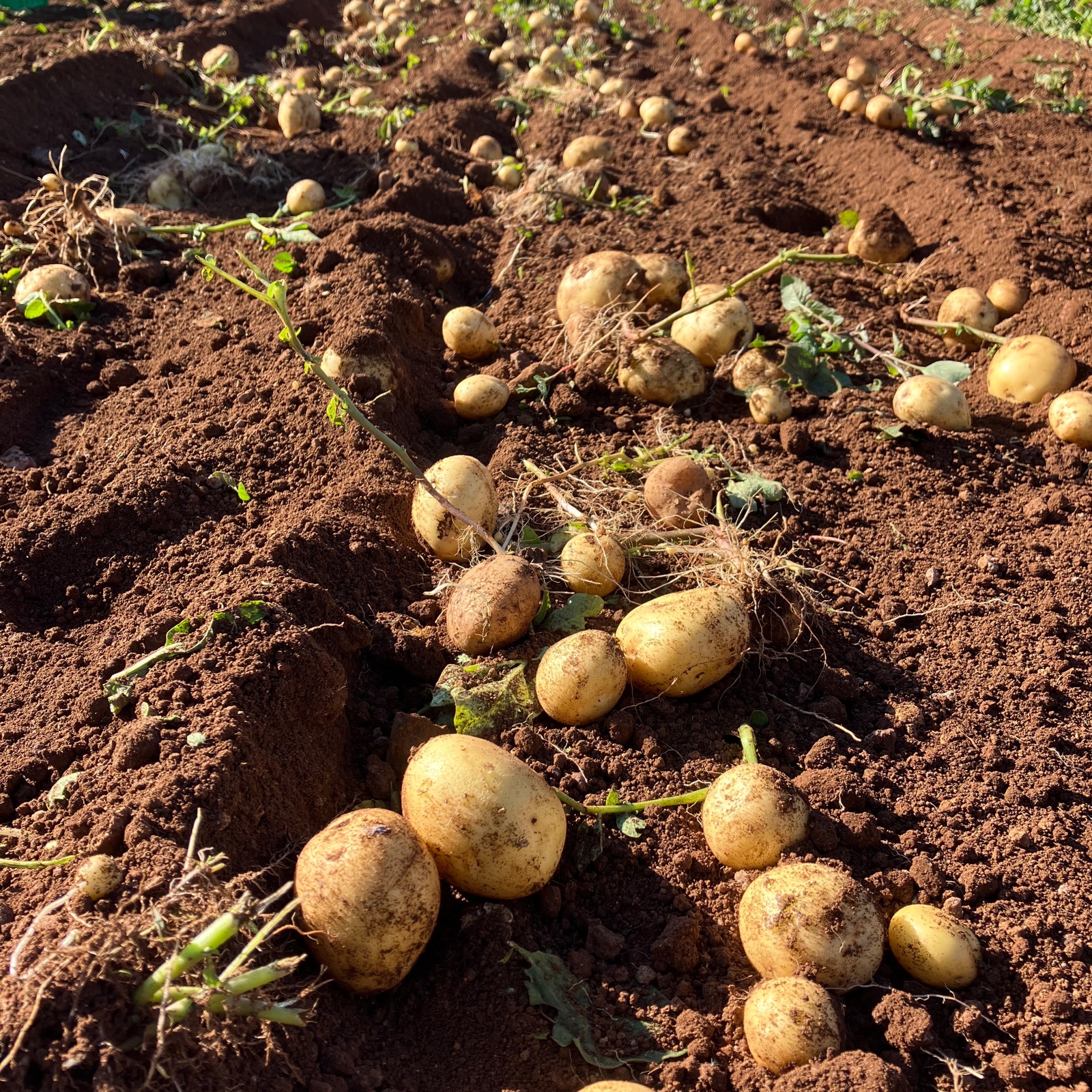 勝田農園の満々じゃがいも(ニシユタカ) | 野菜/じゃがいも 産直アウル