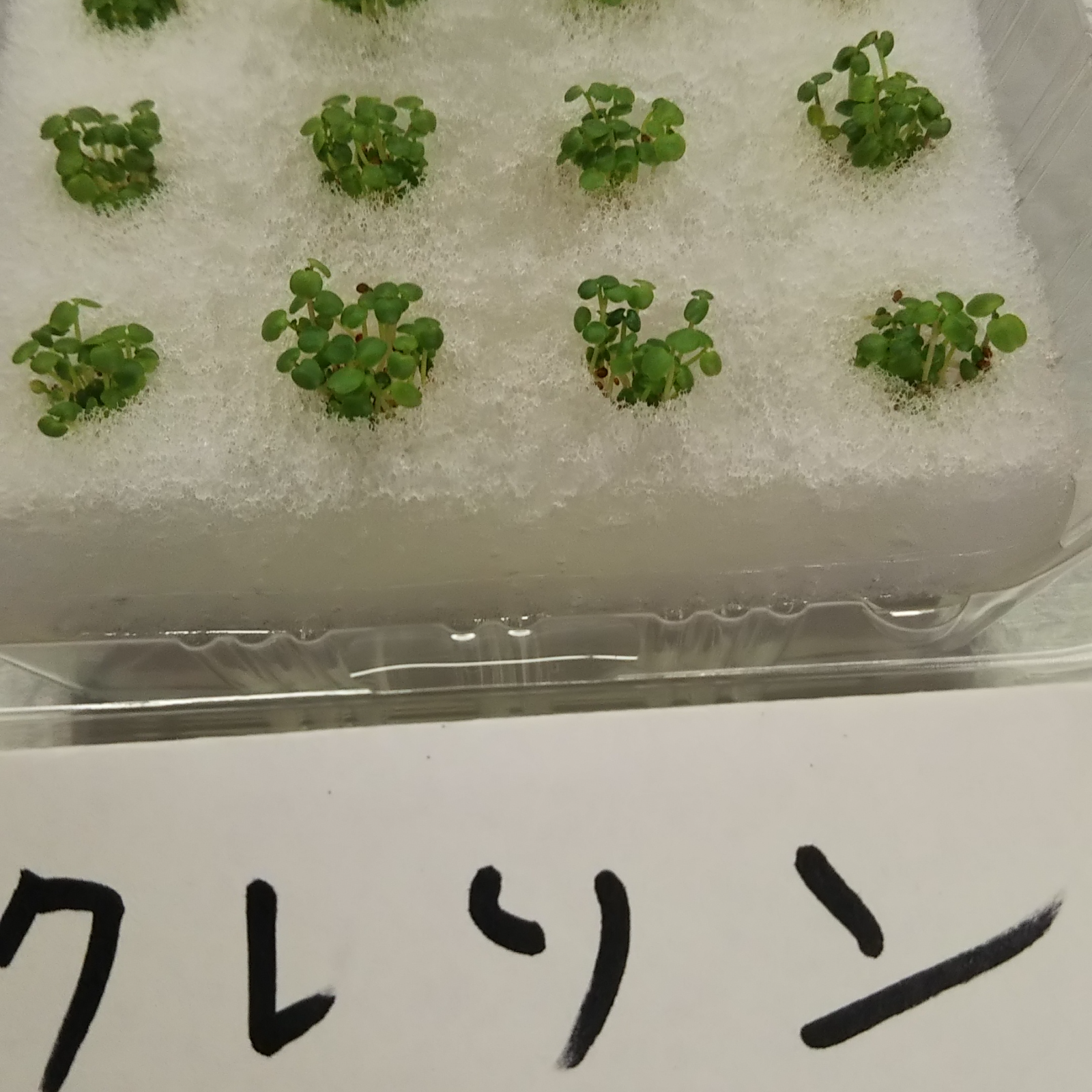 クレソン 野菜 200g農薬不使用 - 野菜