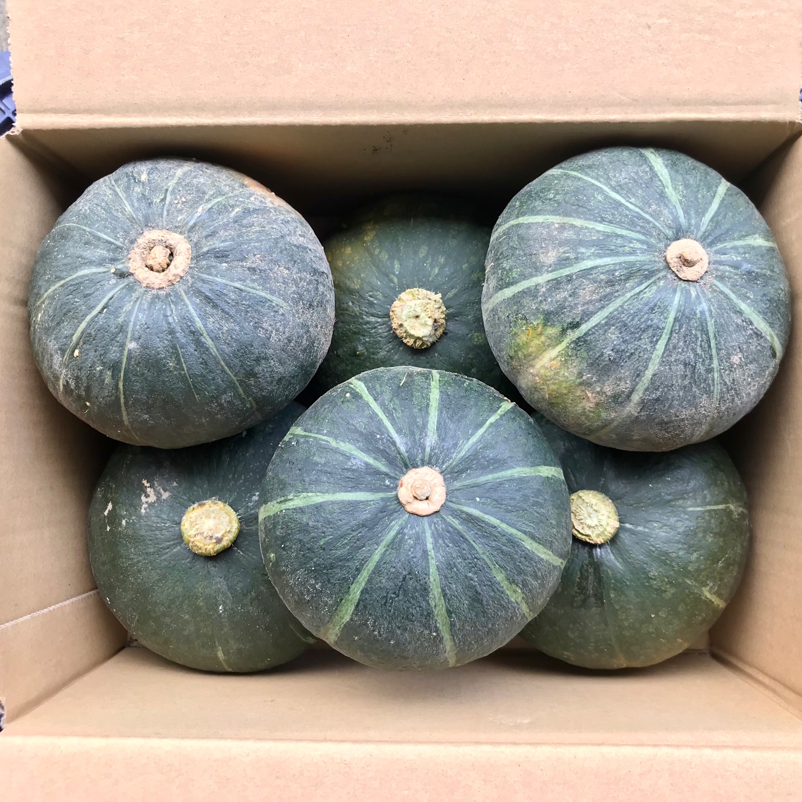 鹿児島産】甘塩ミニカボチャ（栗坊）6個^_^ ｜ 野菜/かぼちゃ 産直