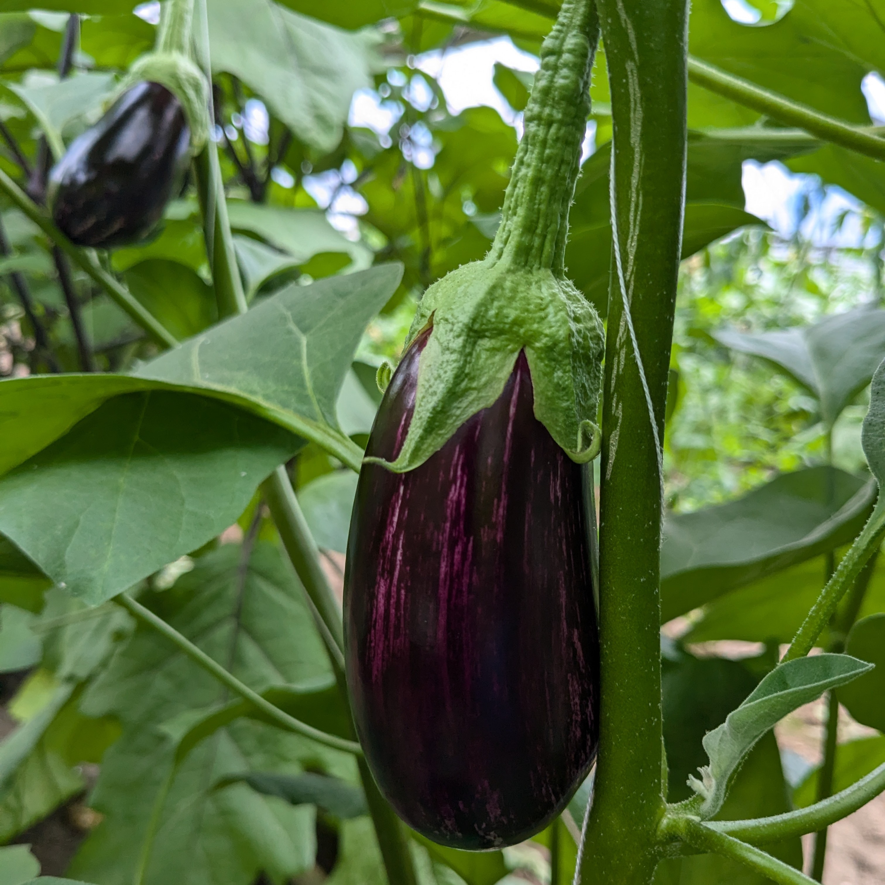 しましま模様!? オシャレな見た目♪】高知県産ゼブラナス♪ 1kg | 野菜
