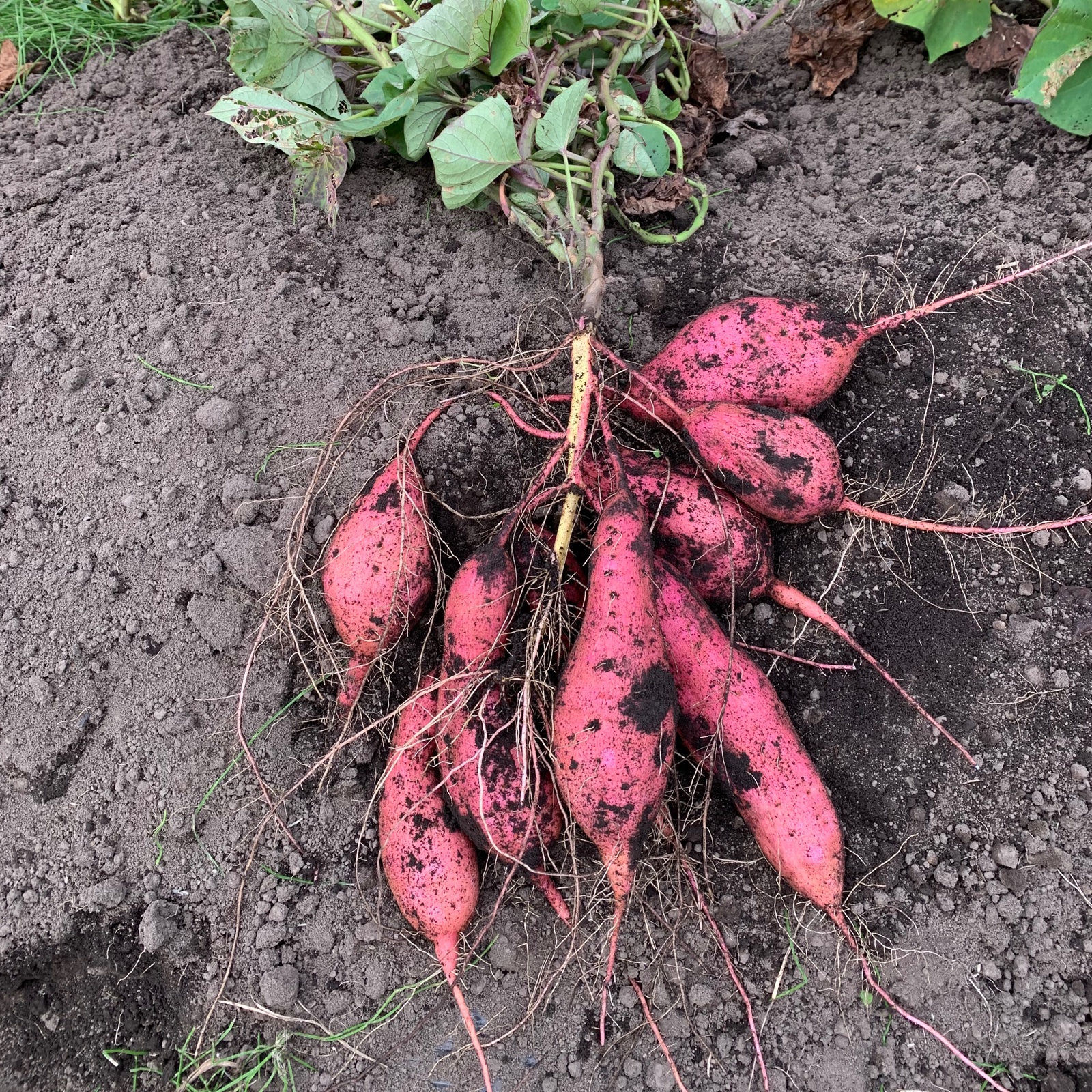 m農家直送 R7年 青森県 南部町産 安納芋 4kg（追熟済）A品 M