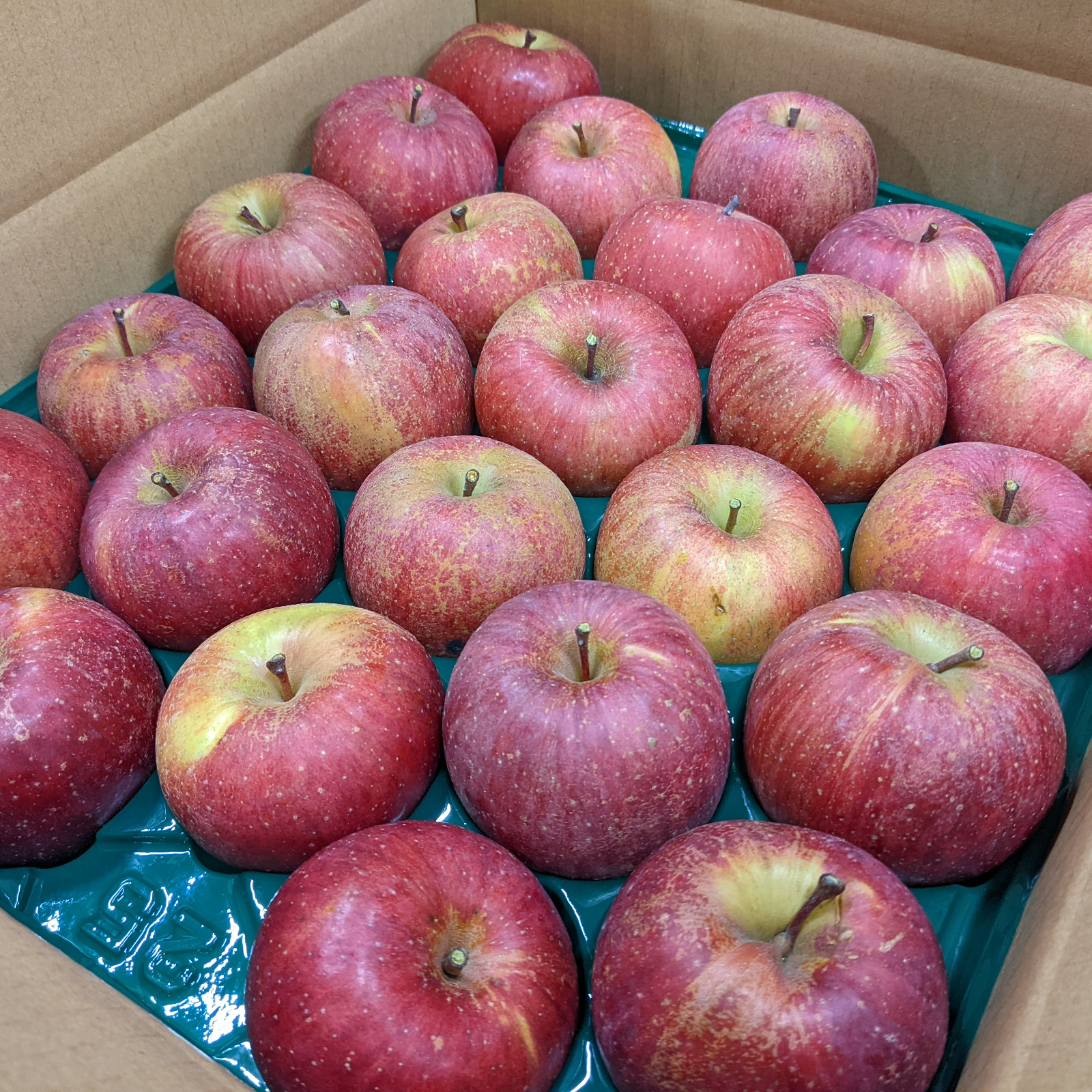 サンふじ 規格外小玉・丸かじりサイズ！ 新聞梱包【12月上旬～発送開始