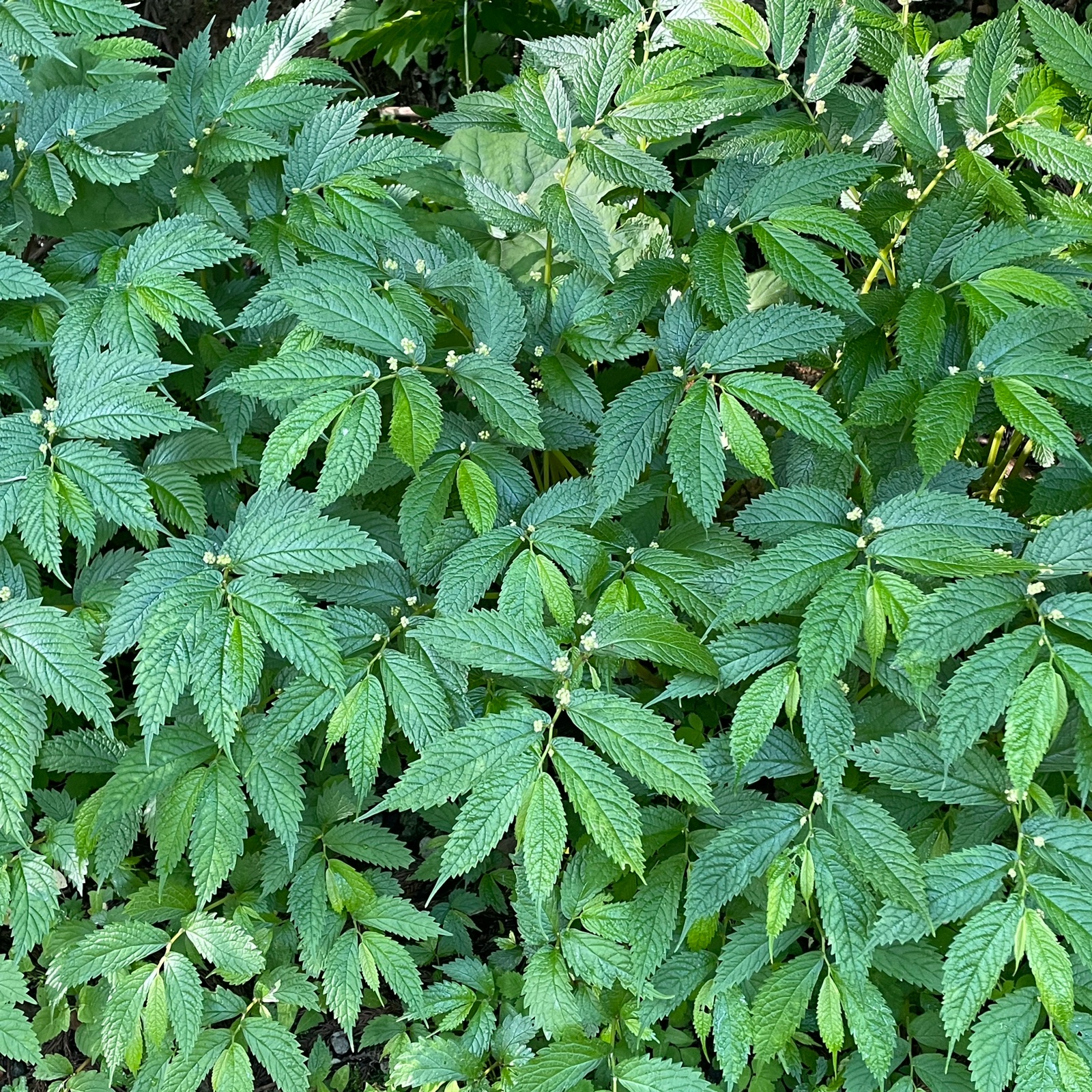 5、6月限定 特別価格 旬の赤ミズ 1キロ ｜ 野菜/山菜 産直アウル 農家