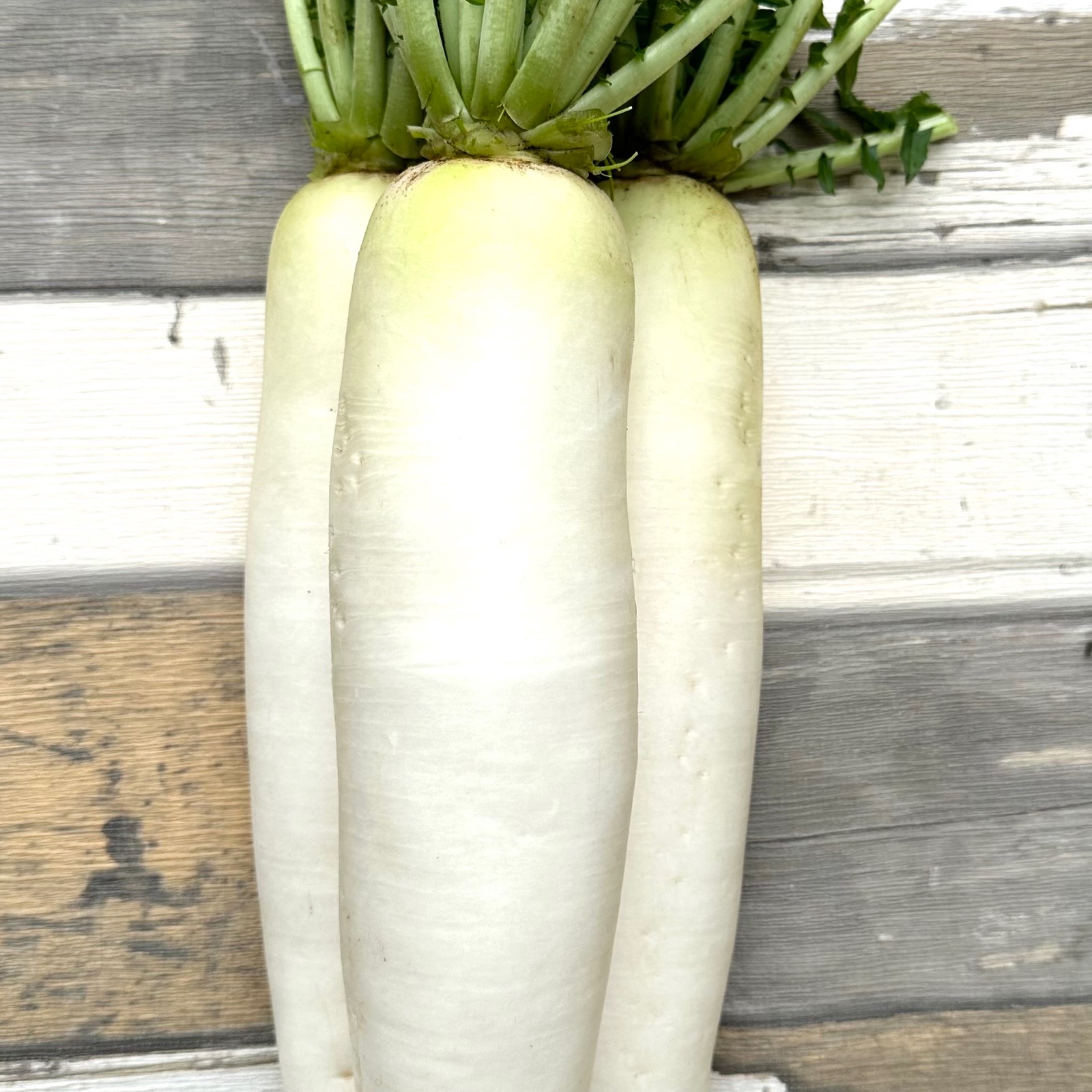 新鮮！三浦半島産青首大根セット4キロ ｜ 野菜/野菜セット・詰め合わせ