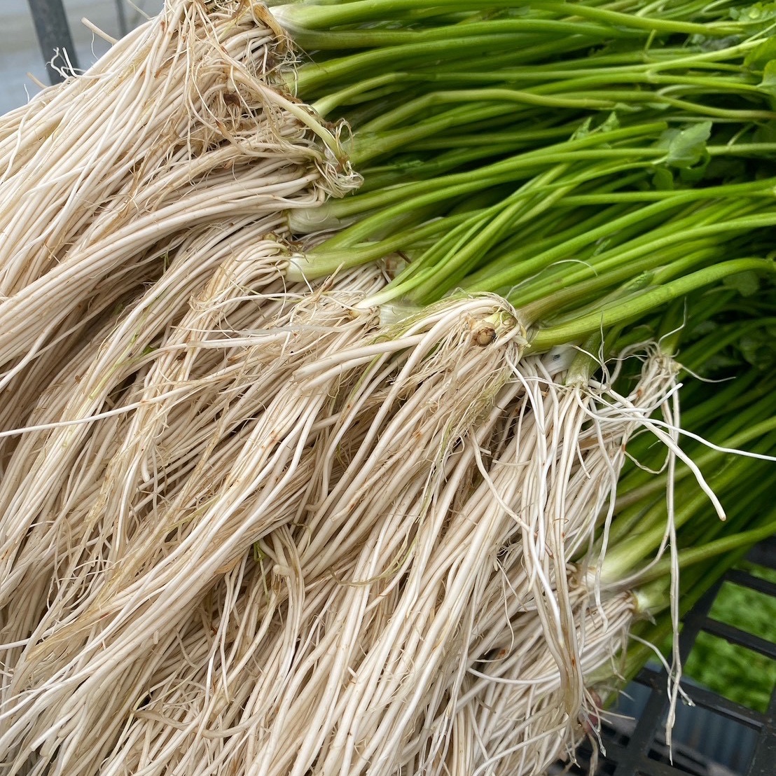 根っこが主役！湯沢市産『三関せり』家庭用1kg | 野菜/その他野菜 産直