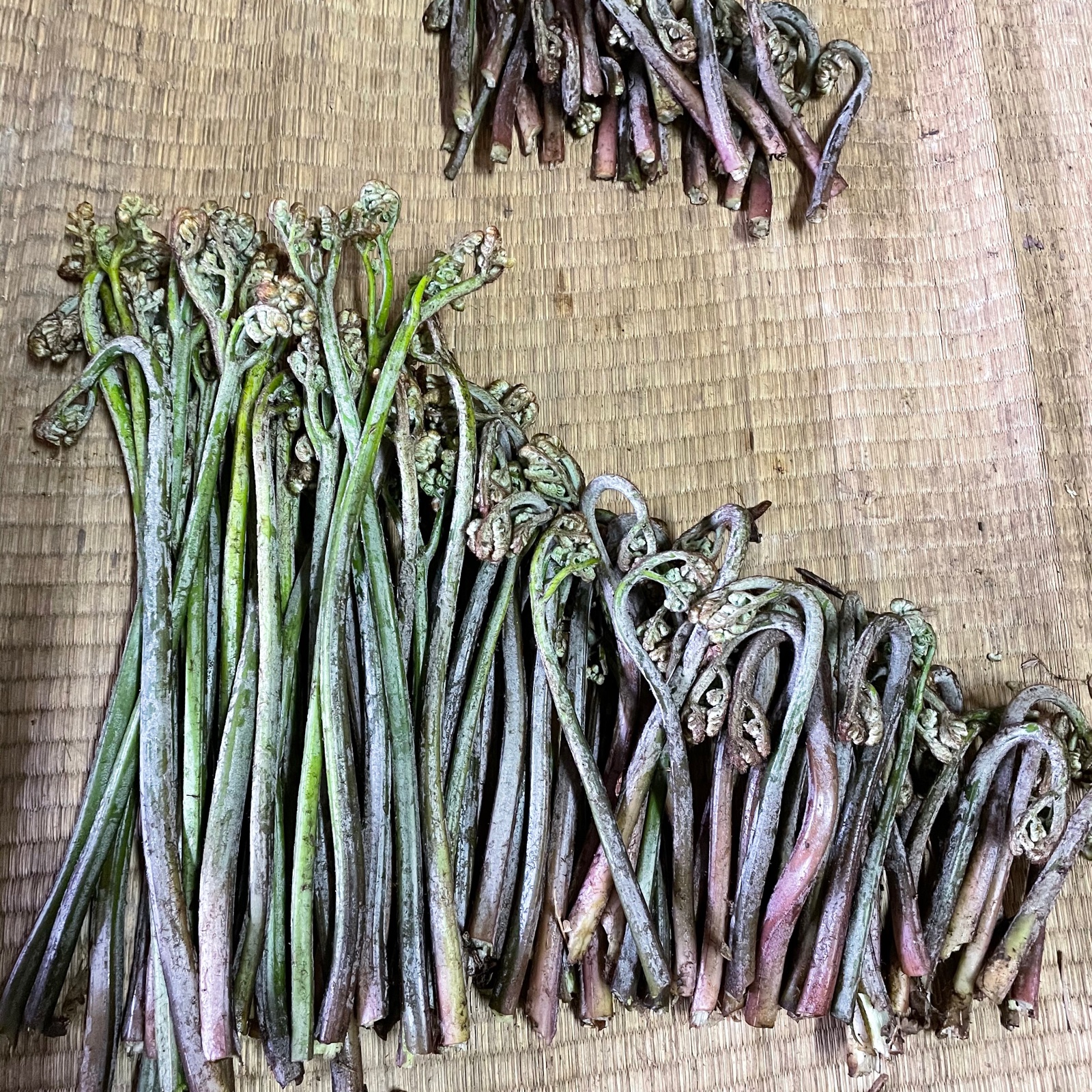 届いてすぐに食べられる、アク抜き山ワラビ 1500g ｜ 野菜/山菜 産直