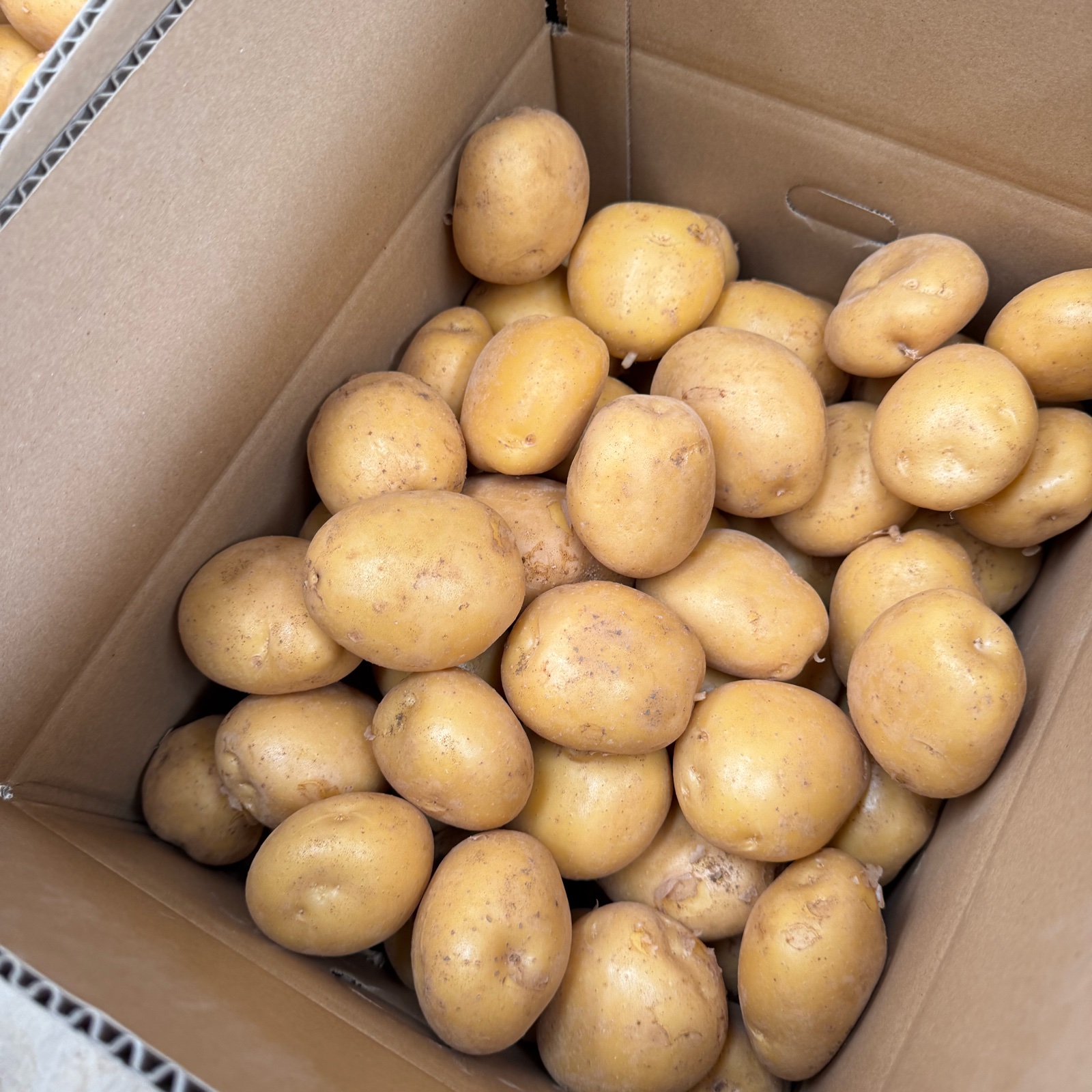 yellow 栃木県産 長ネギ 20キロ ながさき黄金Lサイズ20kg(春作) ｜ 野菜/じゃがいも 産直アウル 農家