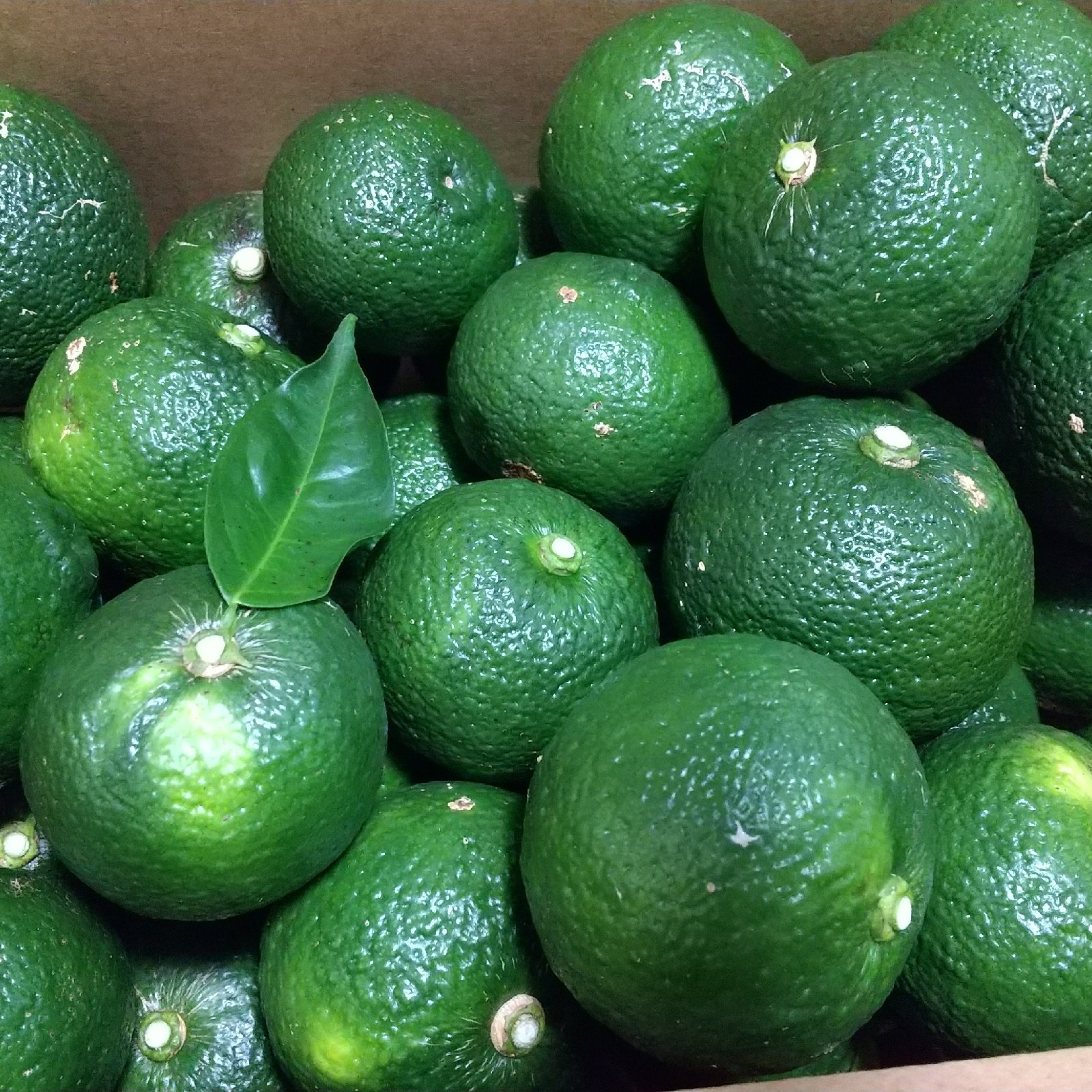 青柚子 ゆず 1.5kg | 果物/香酸柑橘(ライム・レモン等) 産直アウル