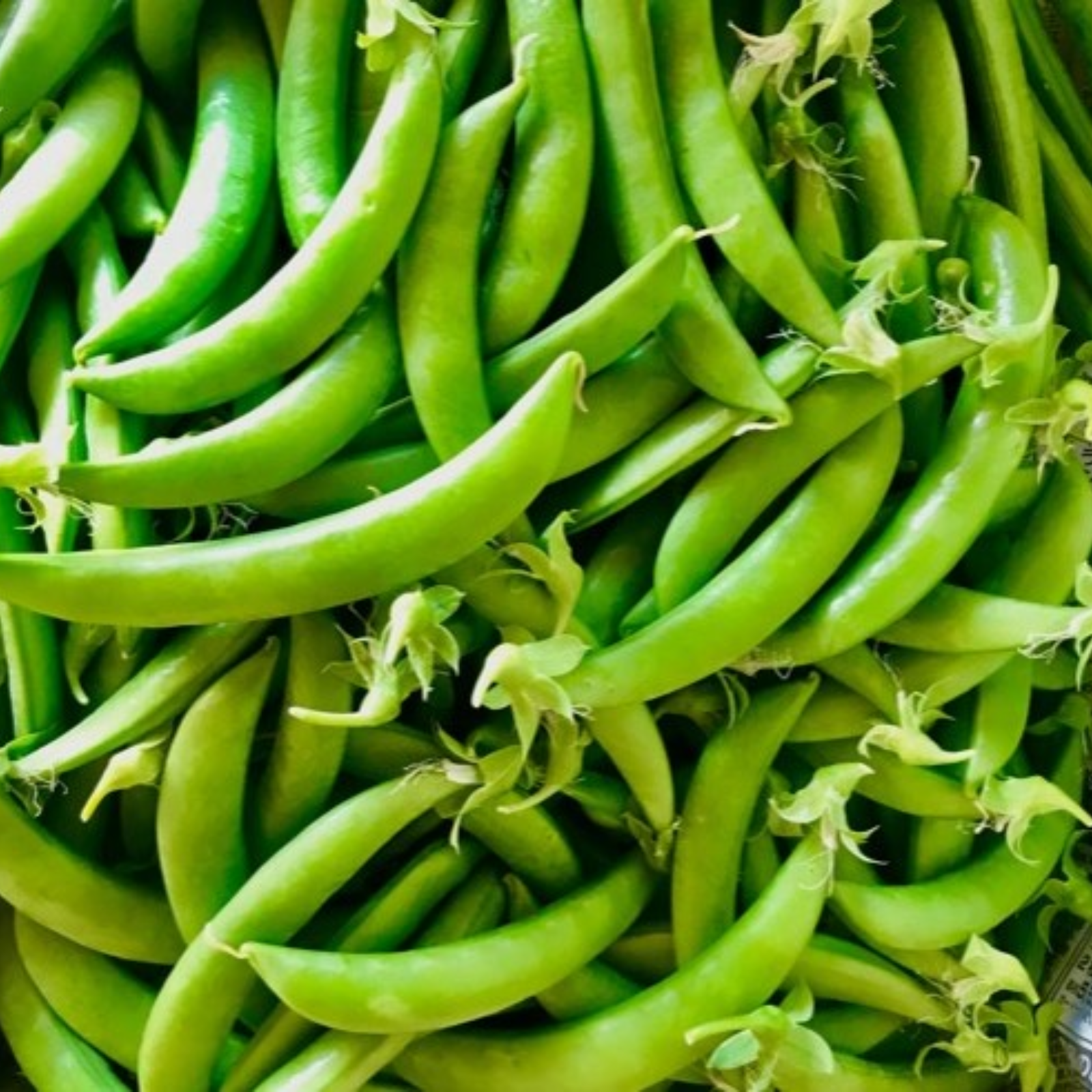 甘さはじける スナップエンドウ 無選別品 １ 野菜 豆類 Owl アウル 農家から直接野菜などの食材を購入できる産地直送の宅配通販サイト