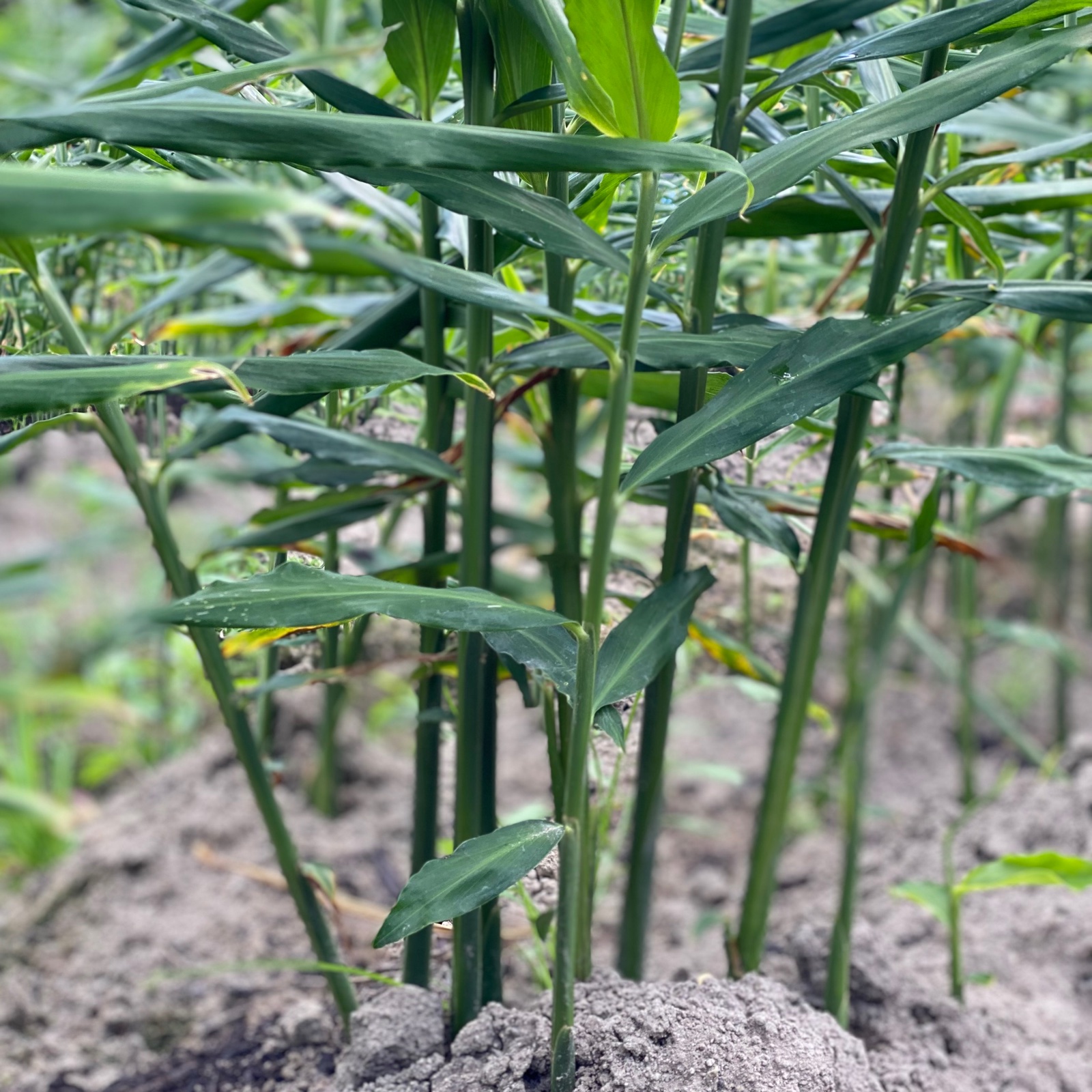 無農薬、無化学肥料の新生姜500g | 野菜/薬味 産直アウル 農家から直接