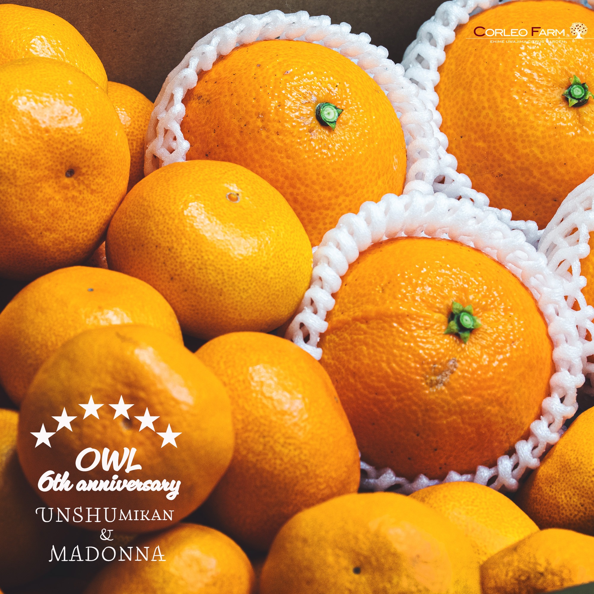 ☆OWL 6th Anniversary Limited☆みかん＋コル'マドンナ の食べ比べ