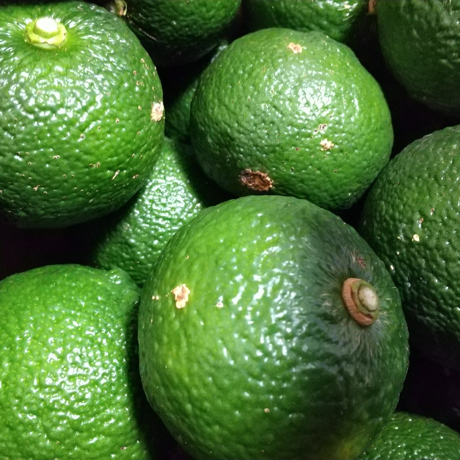 青柚子 ゆず 8kg | 果物/香酸柑橘(ライム・レモン等) 産直アウル 農家