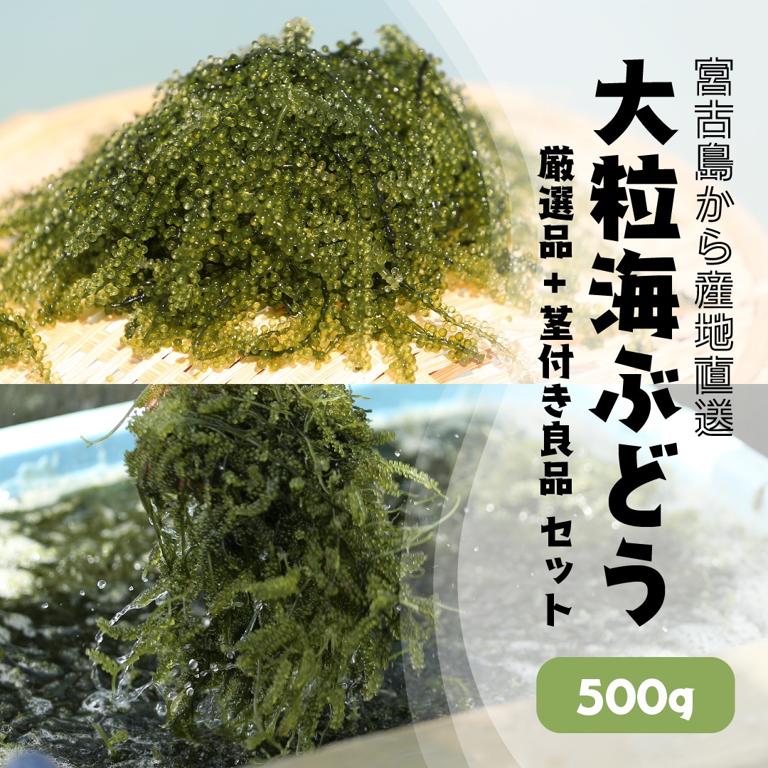 宮古島産朝採れ海ぶどう食べ比べセット【厳選品＋茎付き】：500g タレ
