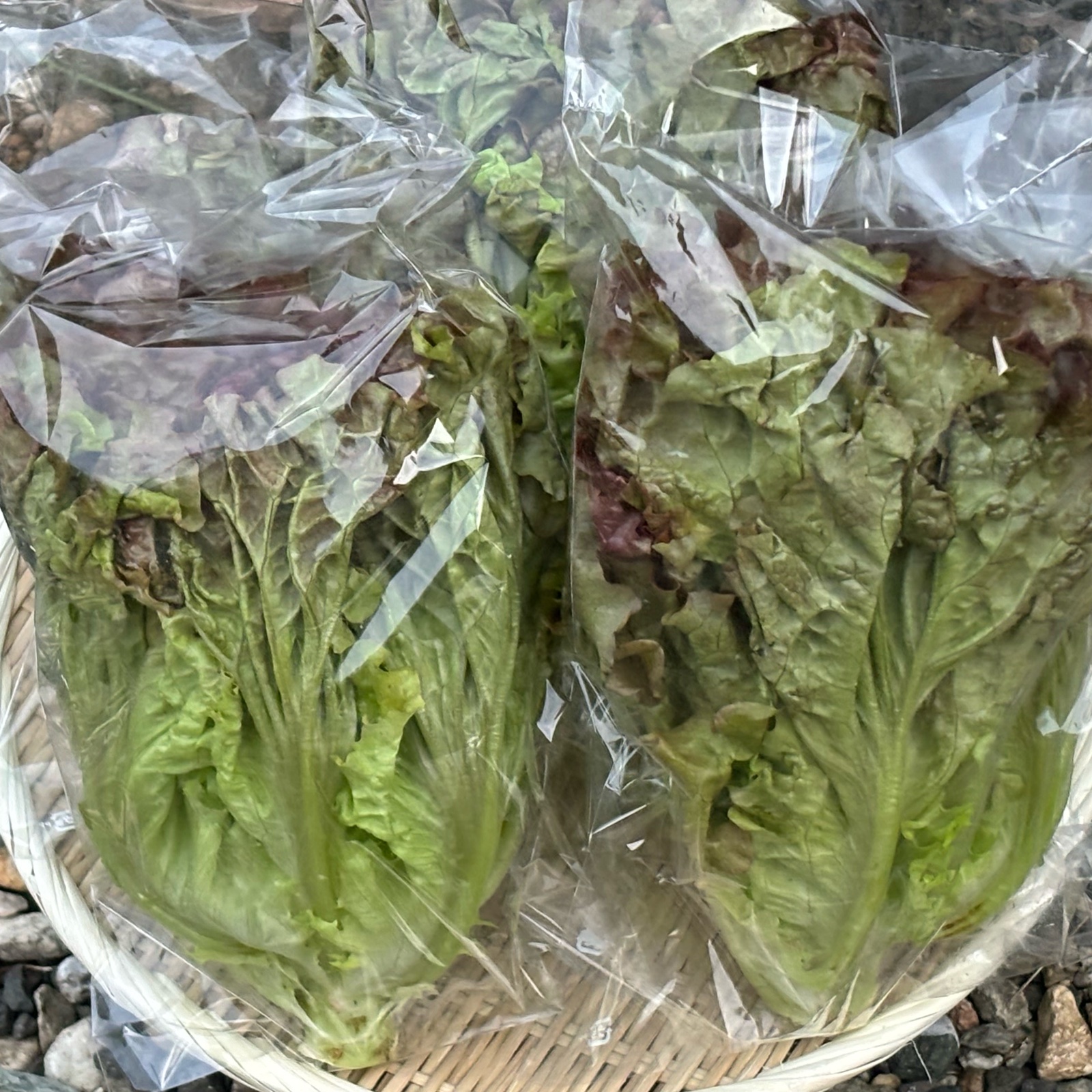 サニーレタス1.5k g 10束前後 | 野菜/レタス 産直アウル 農家から直接