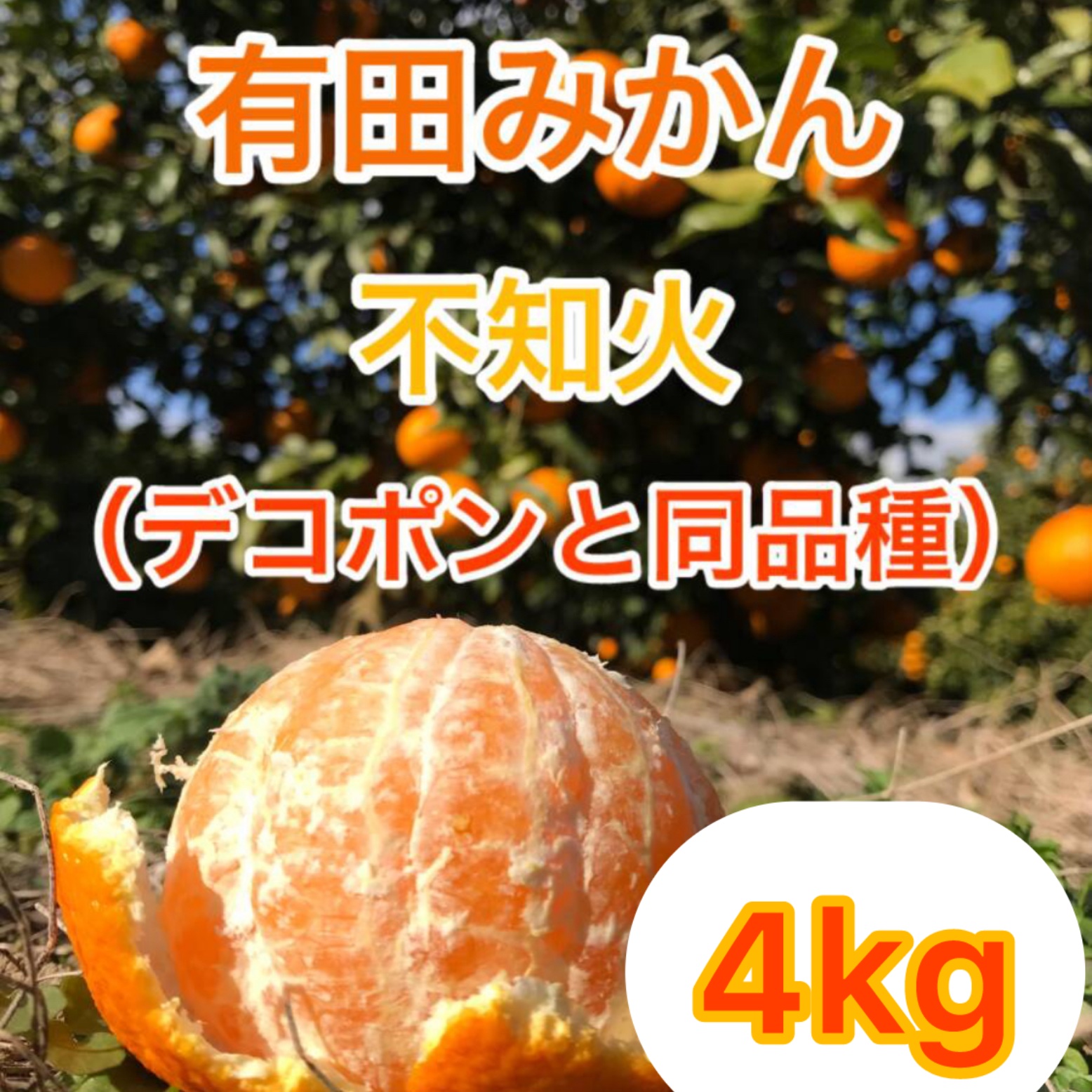 デコポンと同品種！紀州有田産 不知火 4kg ｜ 果物/オレンジ・その他