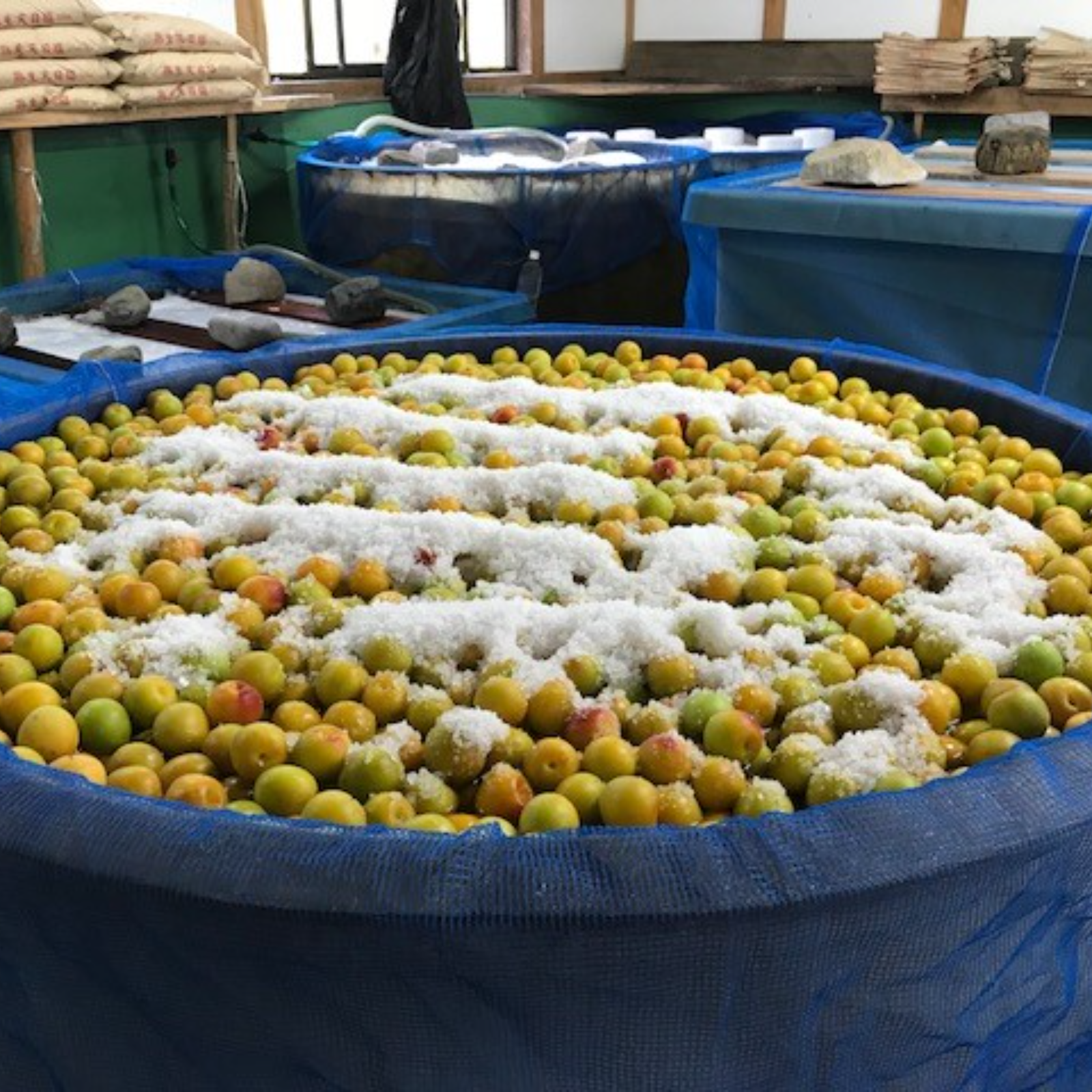 【最高品質】完熟梅 15㎏ サイズ指定2L  紀州南高梅 最高品質】完熟梅 15㎏ サイズ指定2L 紀州南高梅 【公式通販】