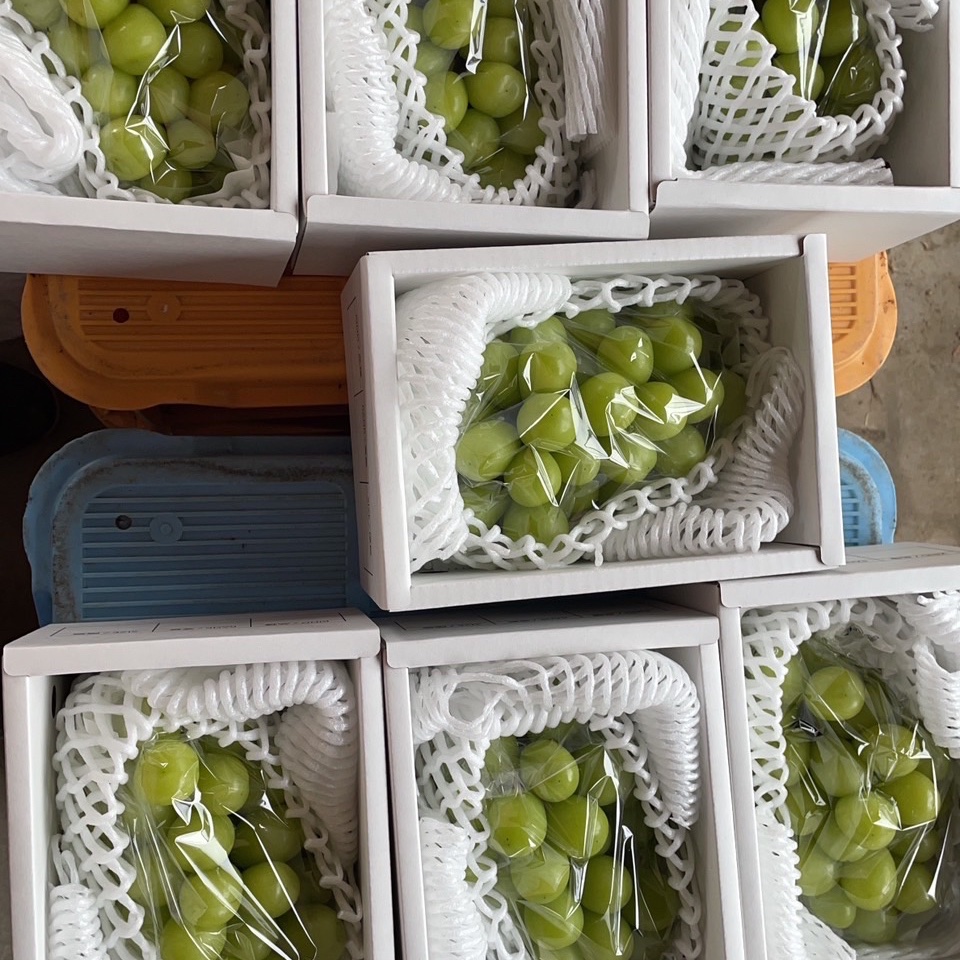 1房大房シャインマスカット1房800グラム以上 ｜ 果物/ぶどう 産直