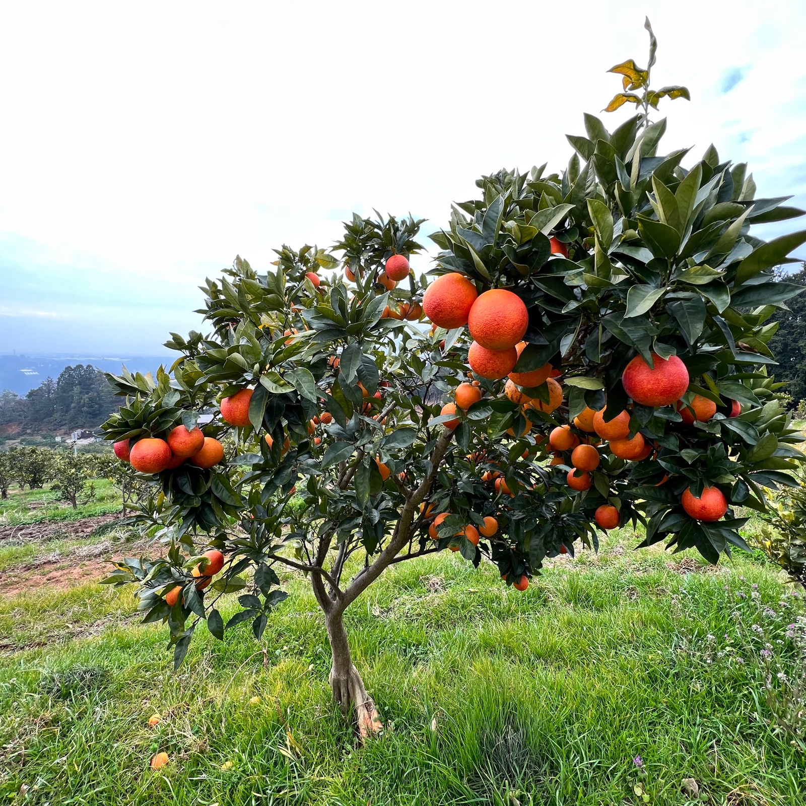 月読みブラッドオレンジ/モロ種1.5kg | 果物/オレンジ・その他みかん