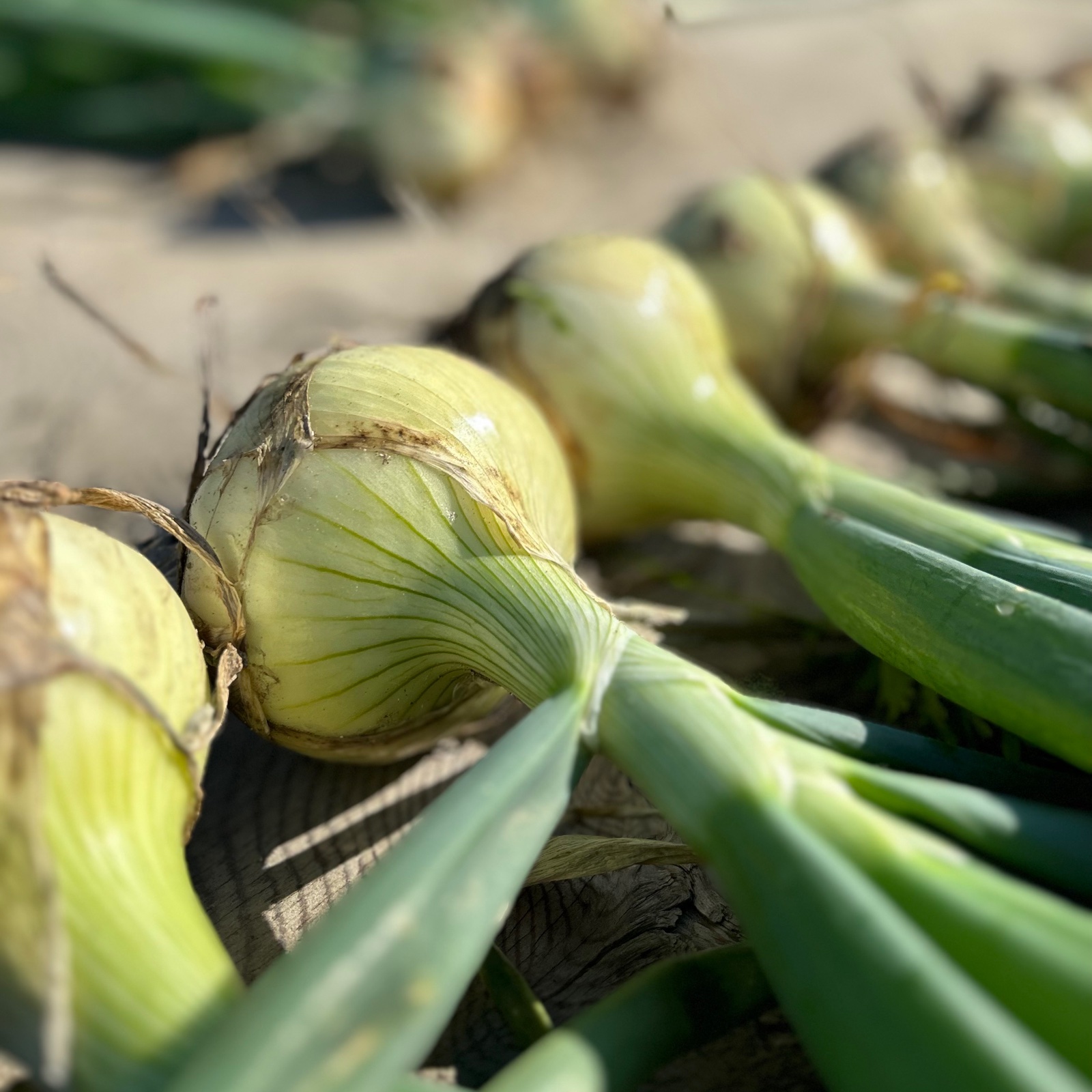 ワケあり‼️淡路島産新玉ねぎ “スーパー春いちばん” 5キロ | 野菜