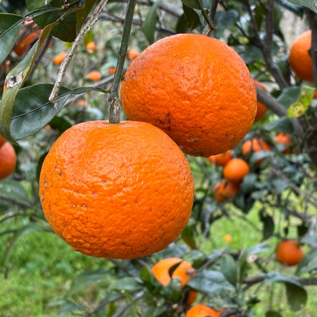 家庭用】春に楽しむ、さっぱりジューシーなみかん、南津海なつみ2kg
