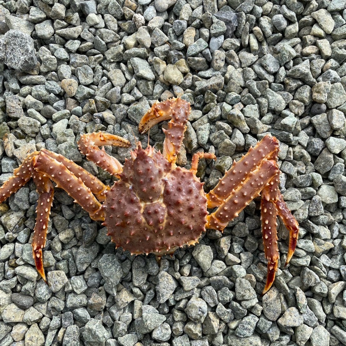 北海道産天然生タラバガニ(訳あり) ｜ 魚介類/カニ 産直アウル 農家