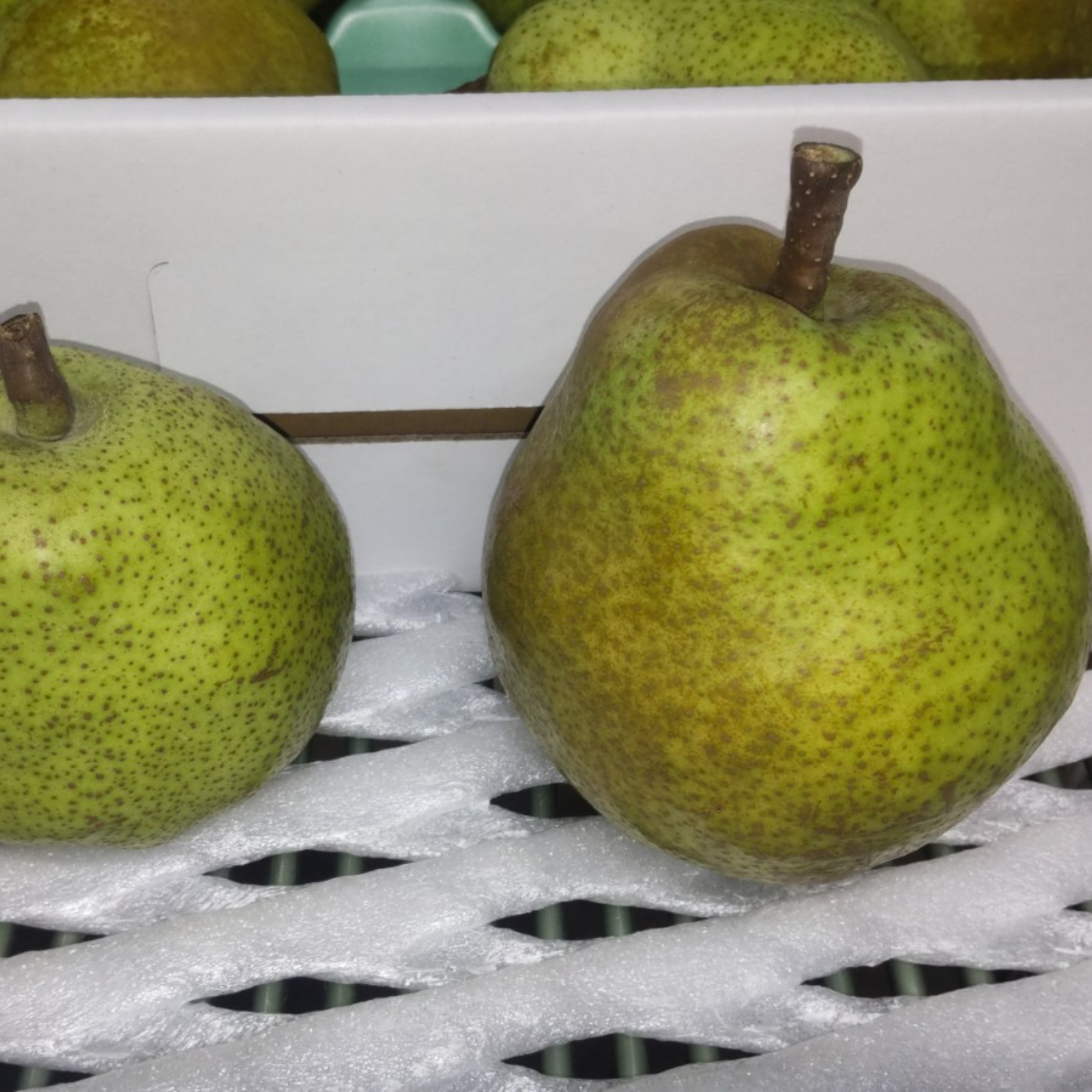 洋梨 ラフランス 特大サイズ 5kg ｜ 果物/梨 産直アウル 農家・漁師