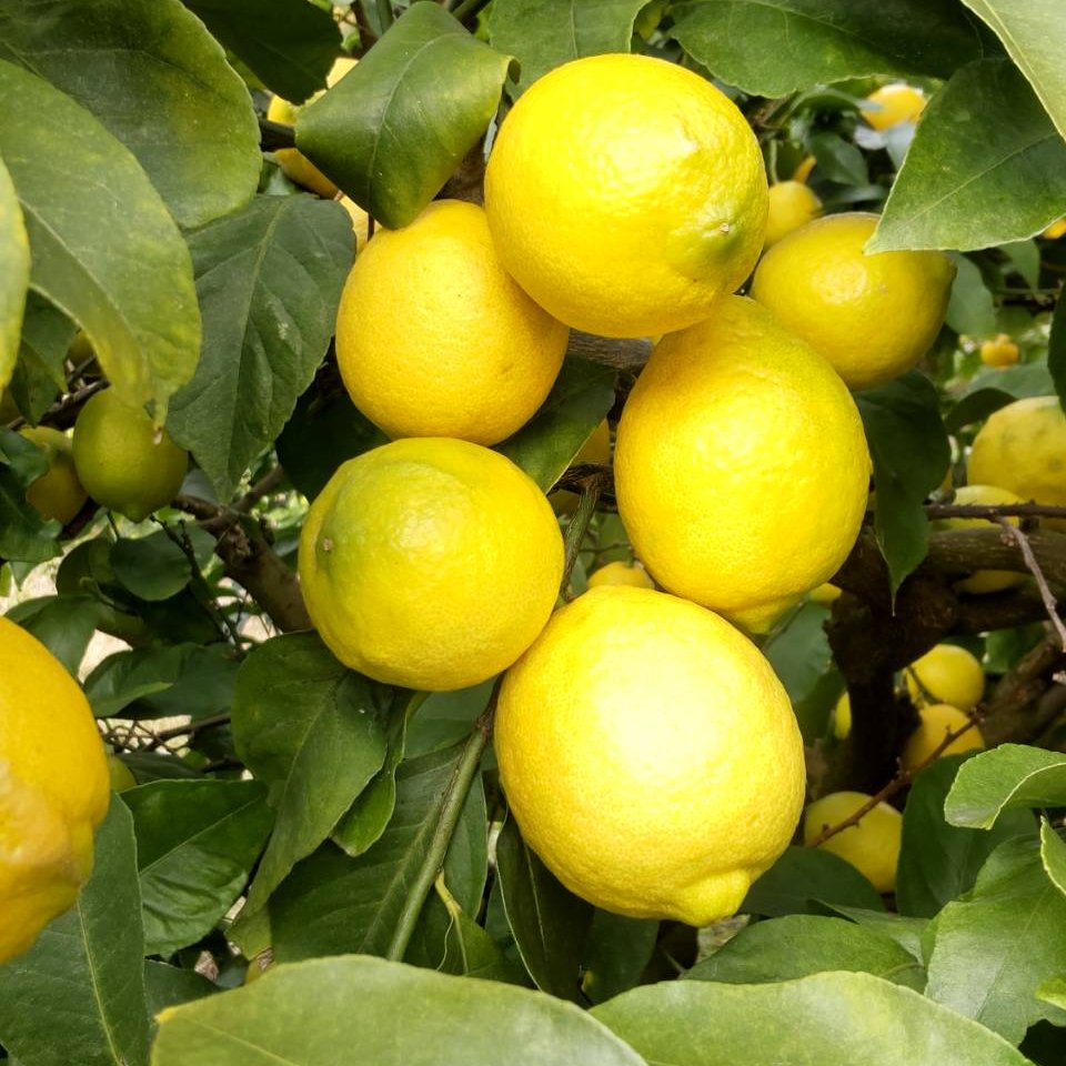 島レモン（1kg）（栽培期間中農薬、化学肥料不使用） | 果物/香酸柑橘