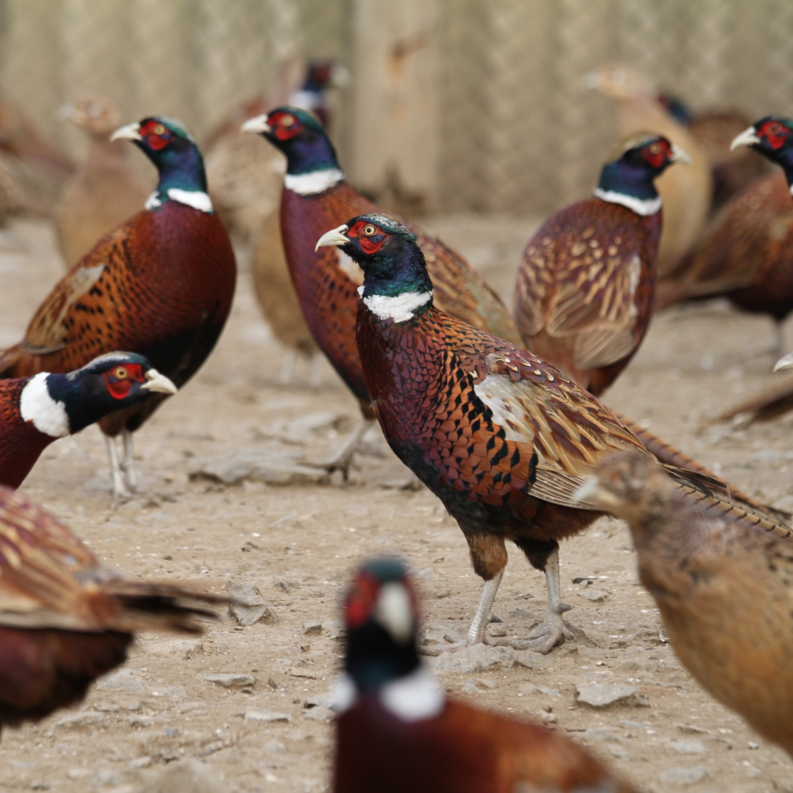 岩盤足軽　あしがる　麦飯石ラジミックス付き　２人用