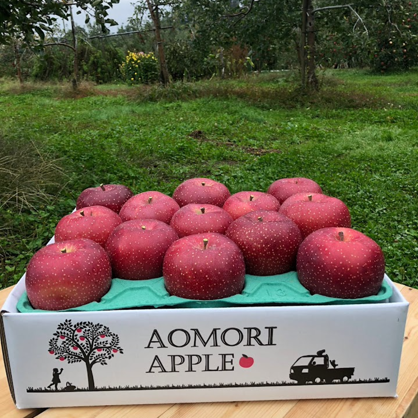 🍎不思議なりんご🍎 青森より直送『千雪』ご自宅用5Kg 13個から20