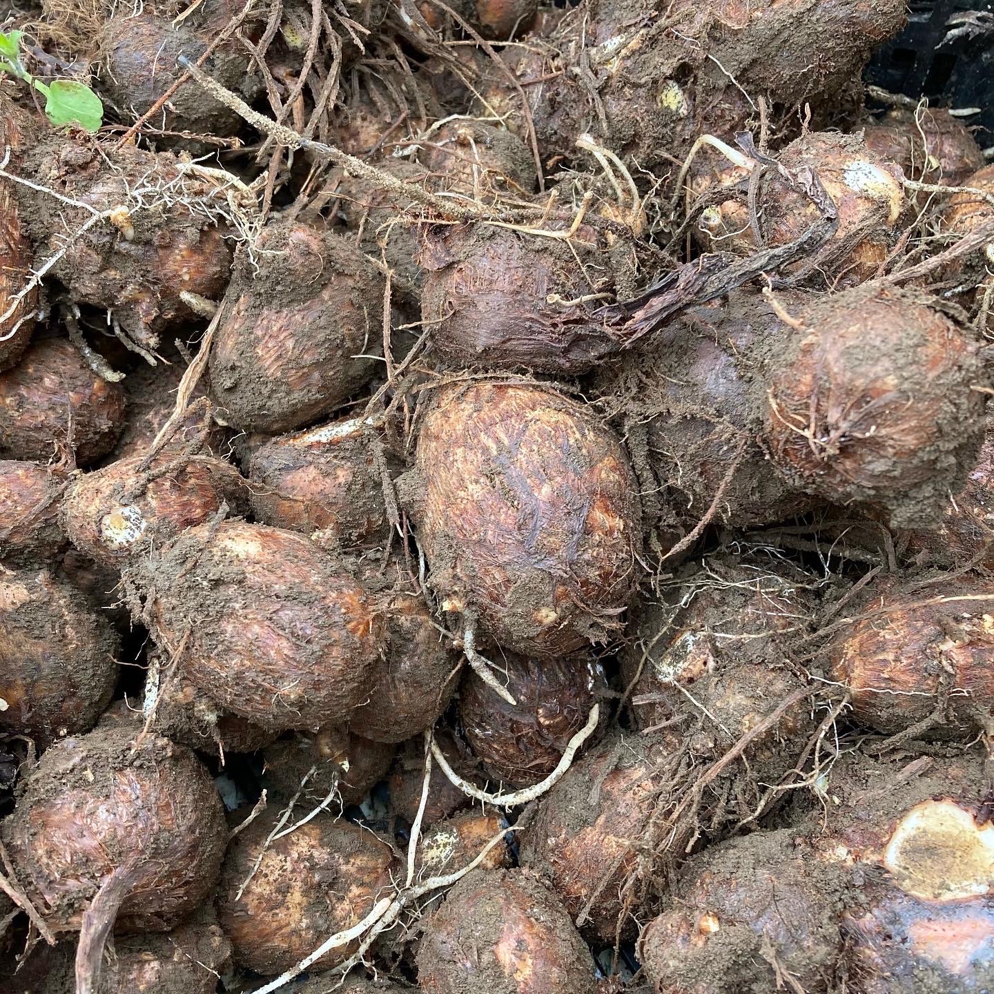 白芽里芋（大和早生）Lサイズ 10kg（箱込み） | 野菜/里いも 産直