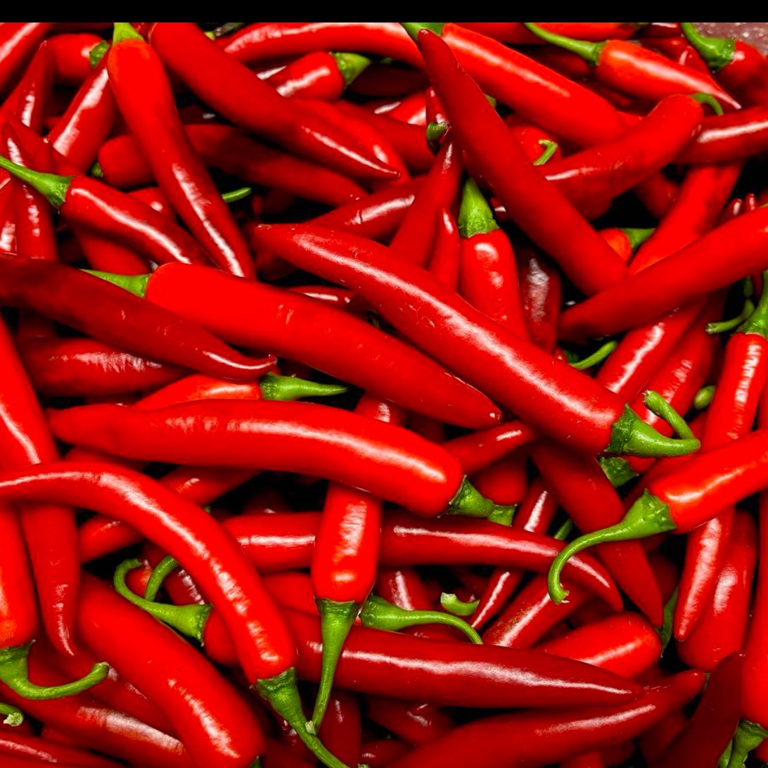 和歌山県産】激辛！韓国種 赤唐辛子 10kg | 野菜/スパイス 産直アウル