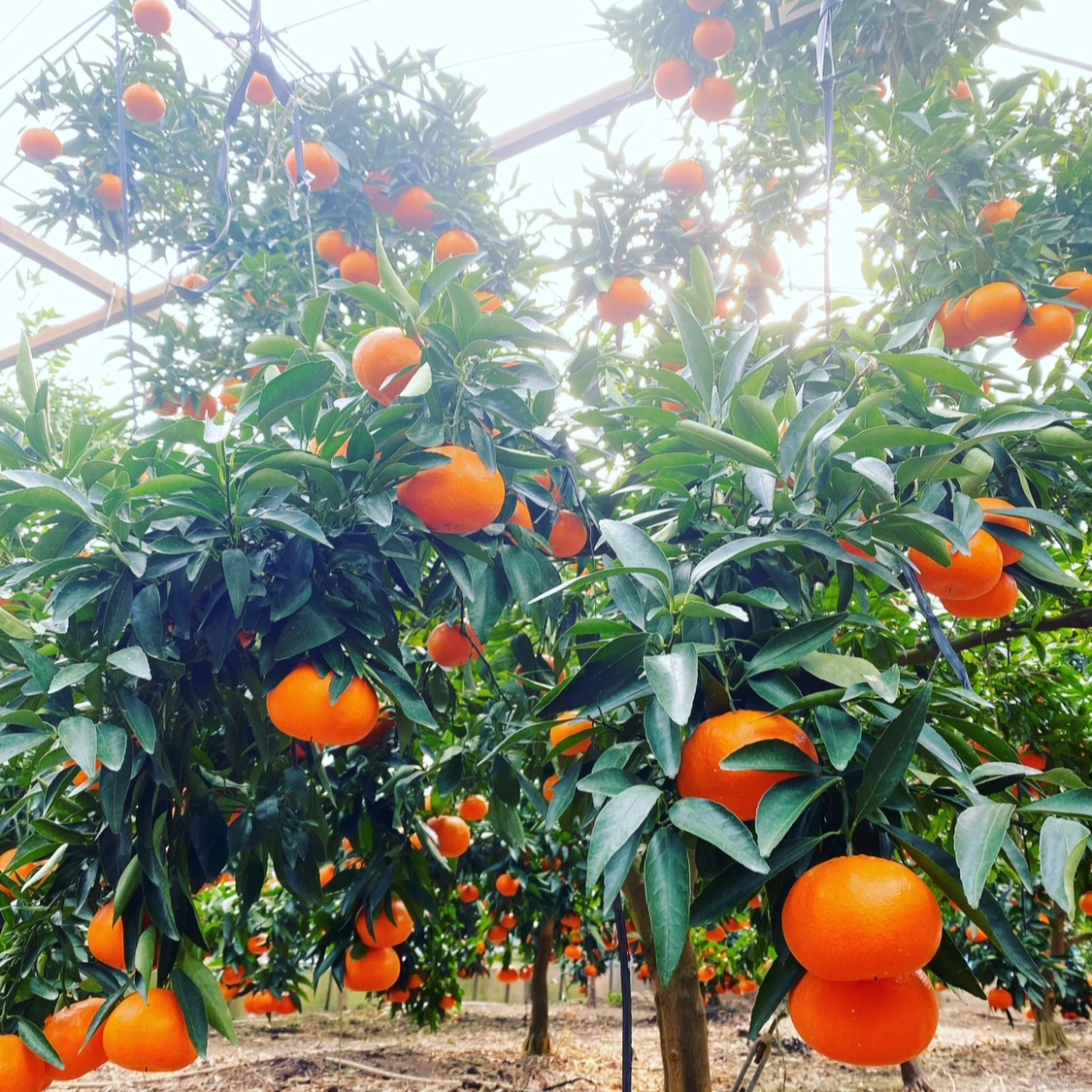 05d9e1e00e8c0634e3061880bb8633