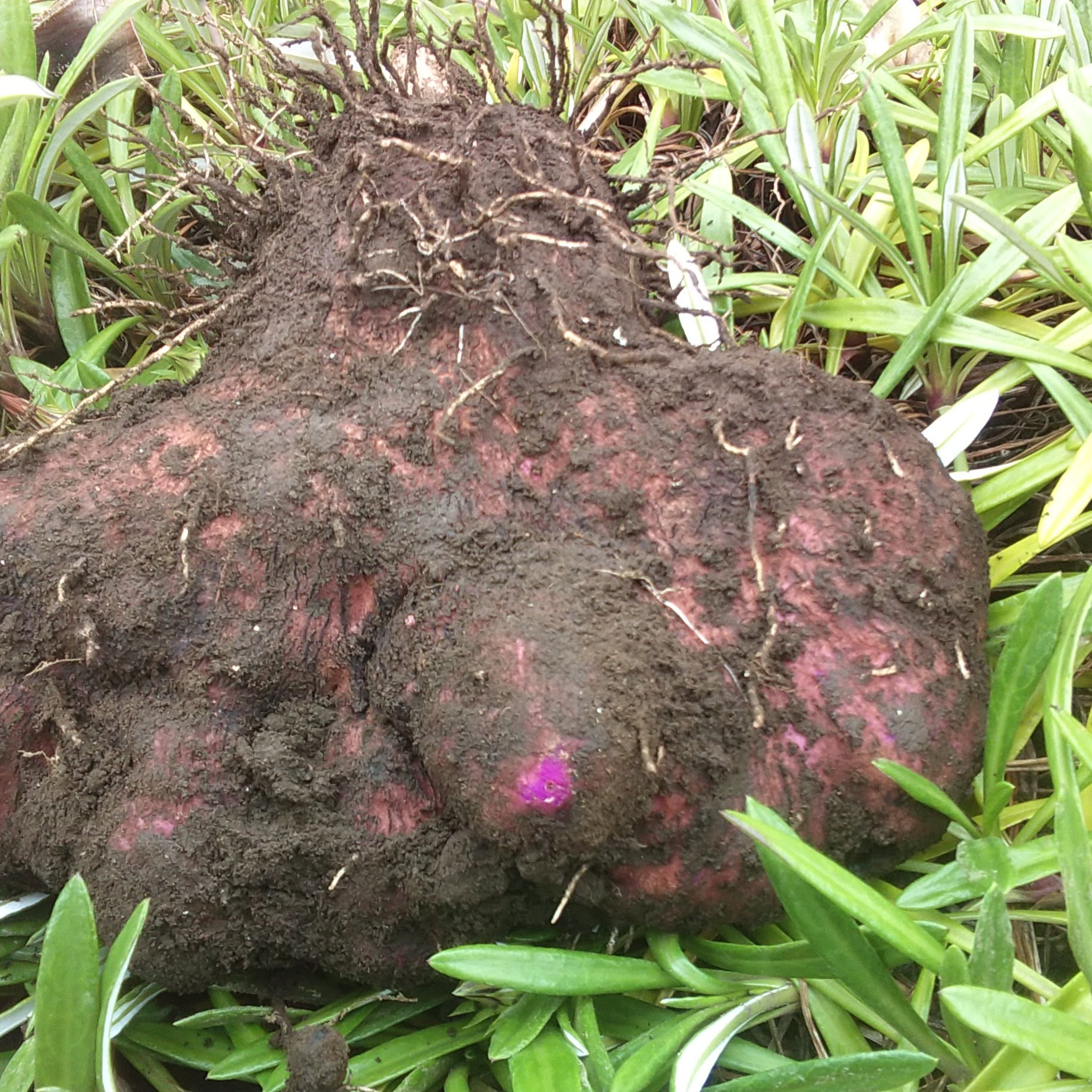 奄美大島産　紫山芋　10キロ 農薬不使用】紫山芋2キロ ｜ 野菜/長いも・山いも 産直アウル 農家