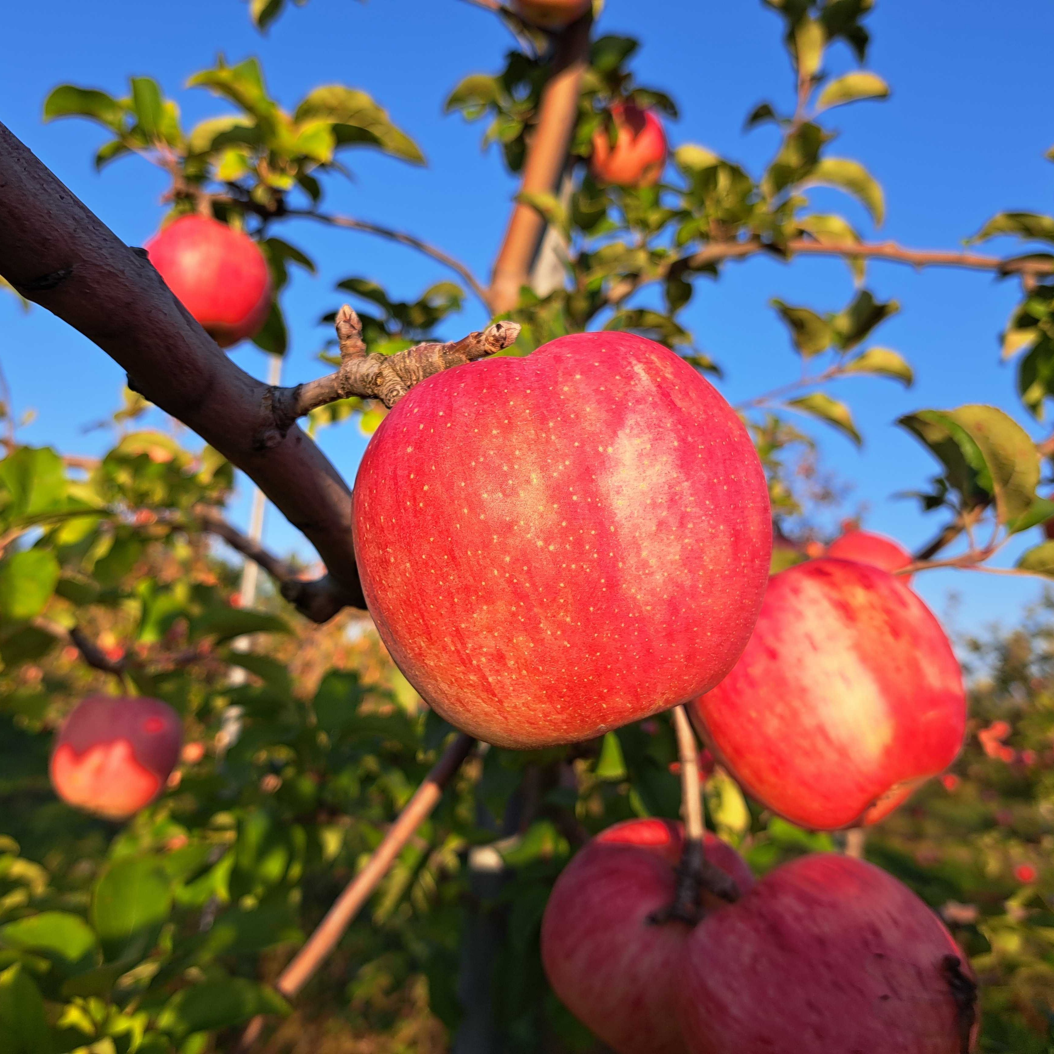 みくりんご確認用