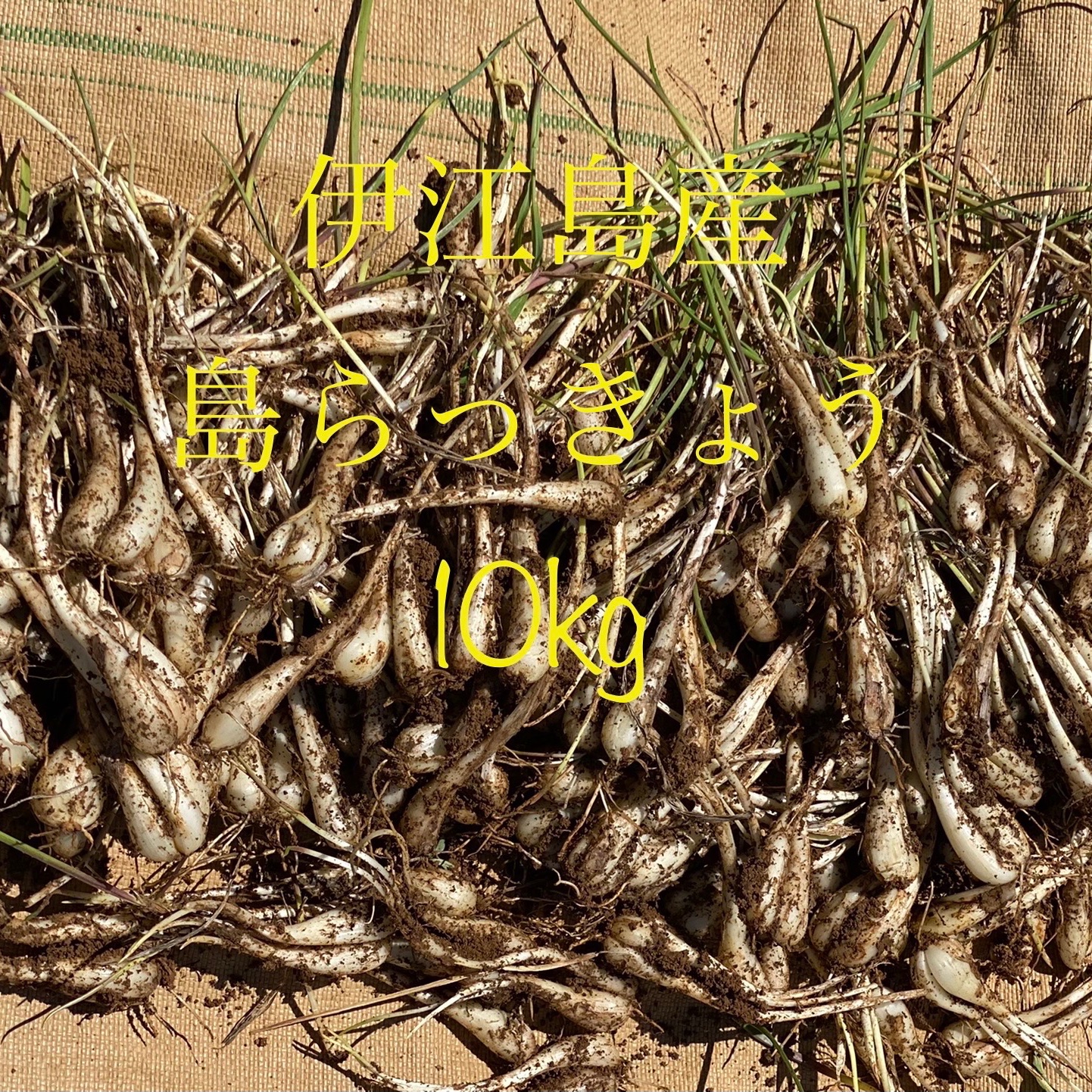 2025年収穫開始します😊🏝沖縄⛴伊江産で採れた👨‍🌾島らっきょう10kg