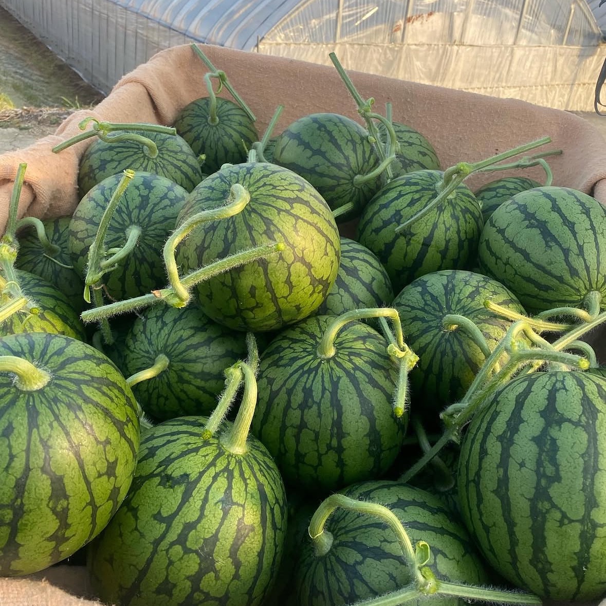 熊本県スイカ3Lサイズ2玉入り 約19kg 熊本県スイカ3Lサイズ2玉入り 約