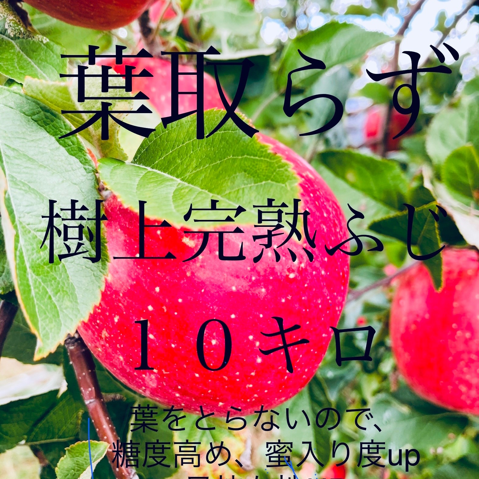 【超メルカリ市限定】【訳あり】葉とらずりんご シナノゴールド20kg 超メルカリ市限定】【訳あり】葉とらずりんご シナノゴールド20kg