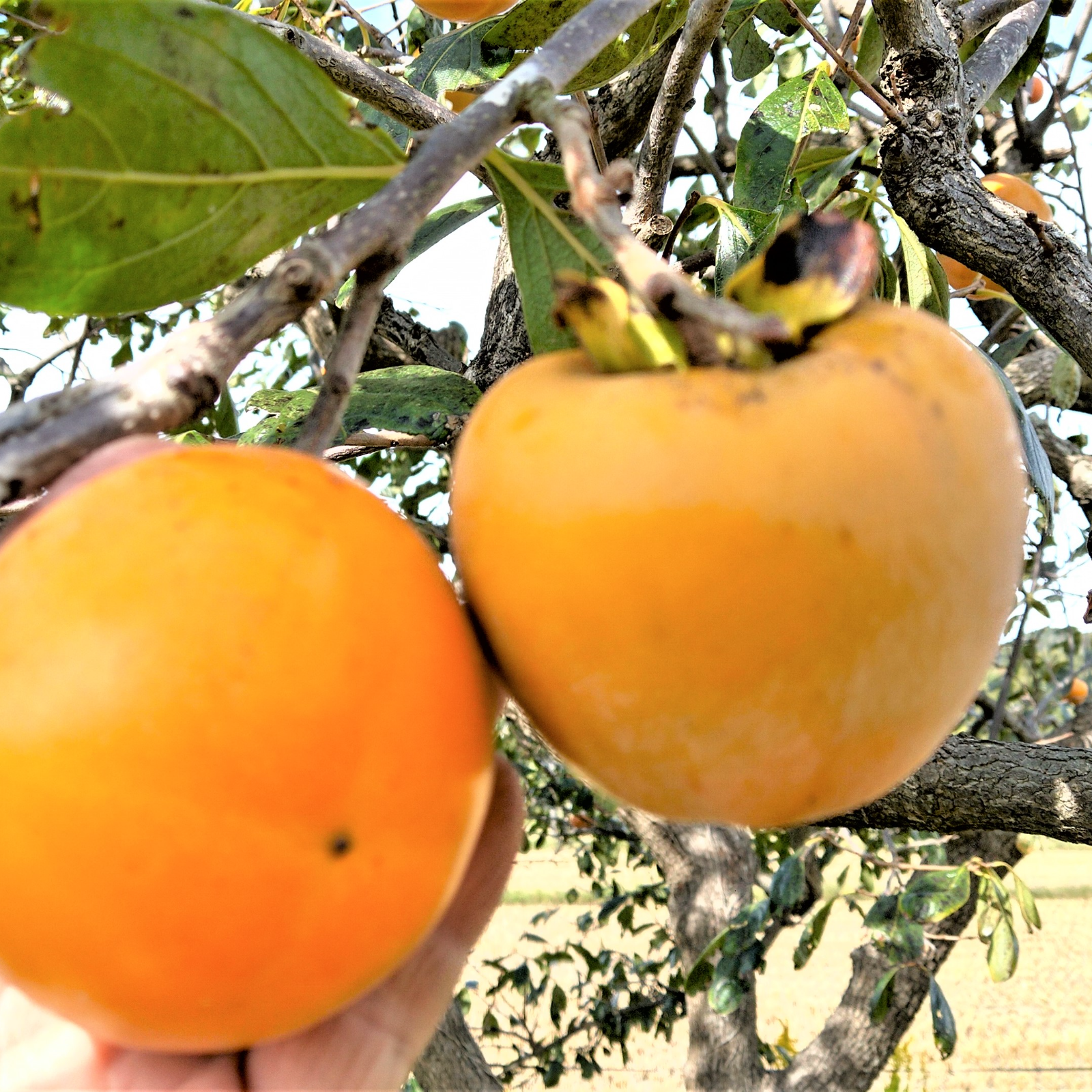 珍しい！高級品種自然栽培の横野渋柿横野渋柿 約40～50個 | 果物柿 産直アウル 農家から直接野菜などの食材を購入できる産地直送の宅配通販サイト