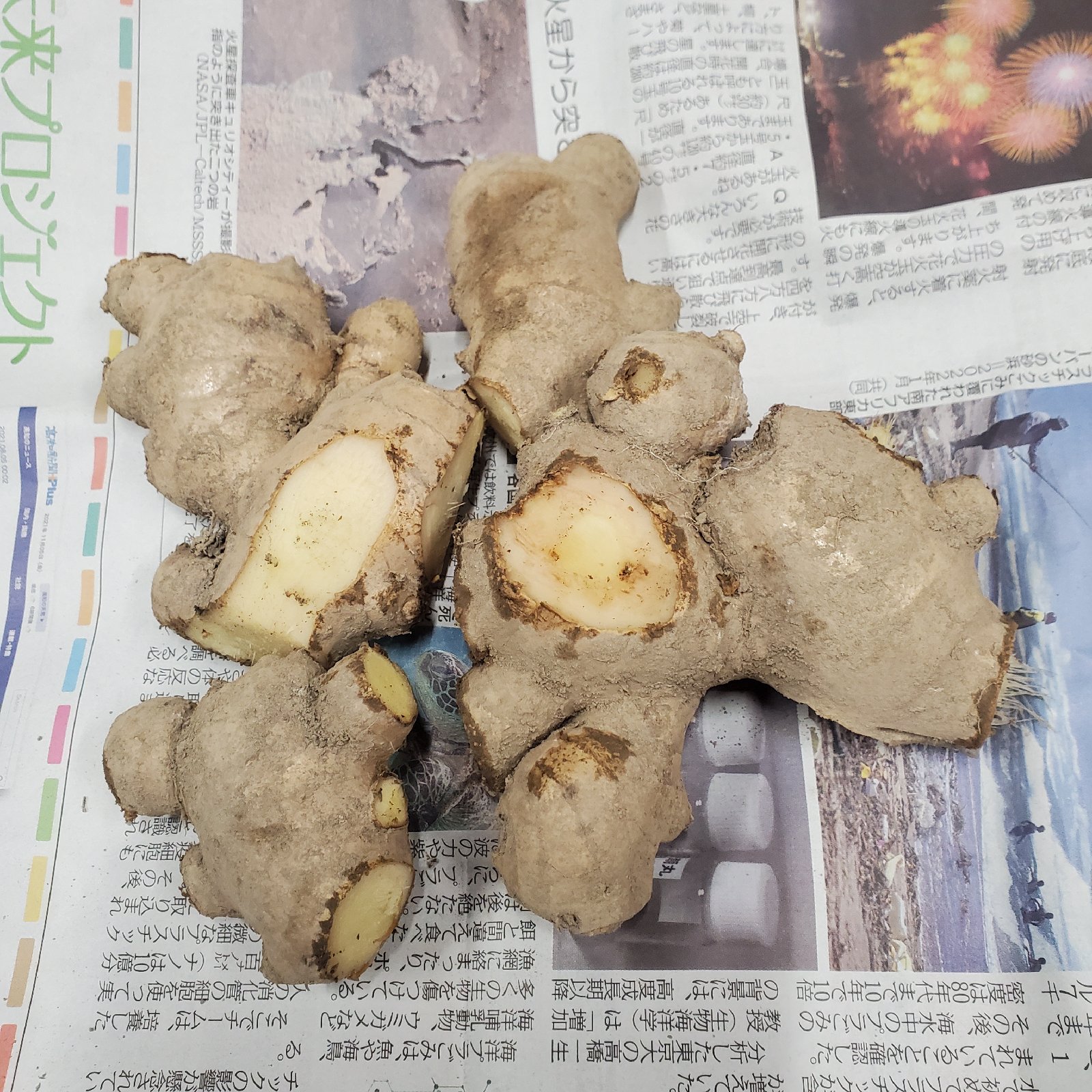 訳あり土付き親生姜 1kg | 野菜/薬味 産直アウル 農家から直接野菜など