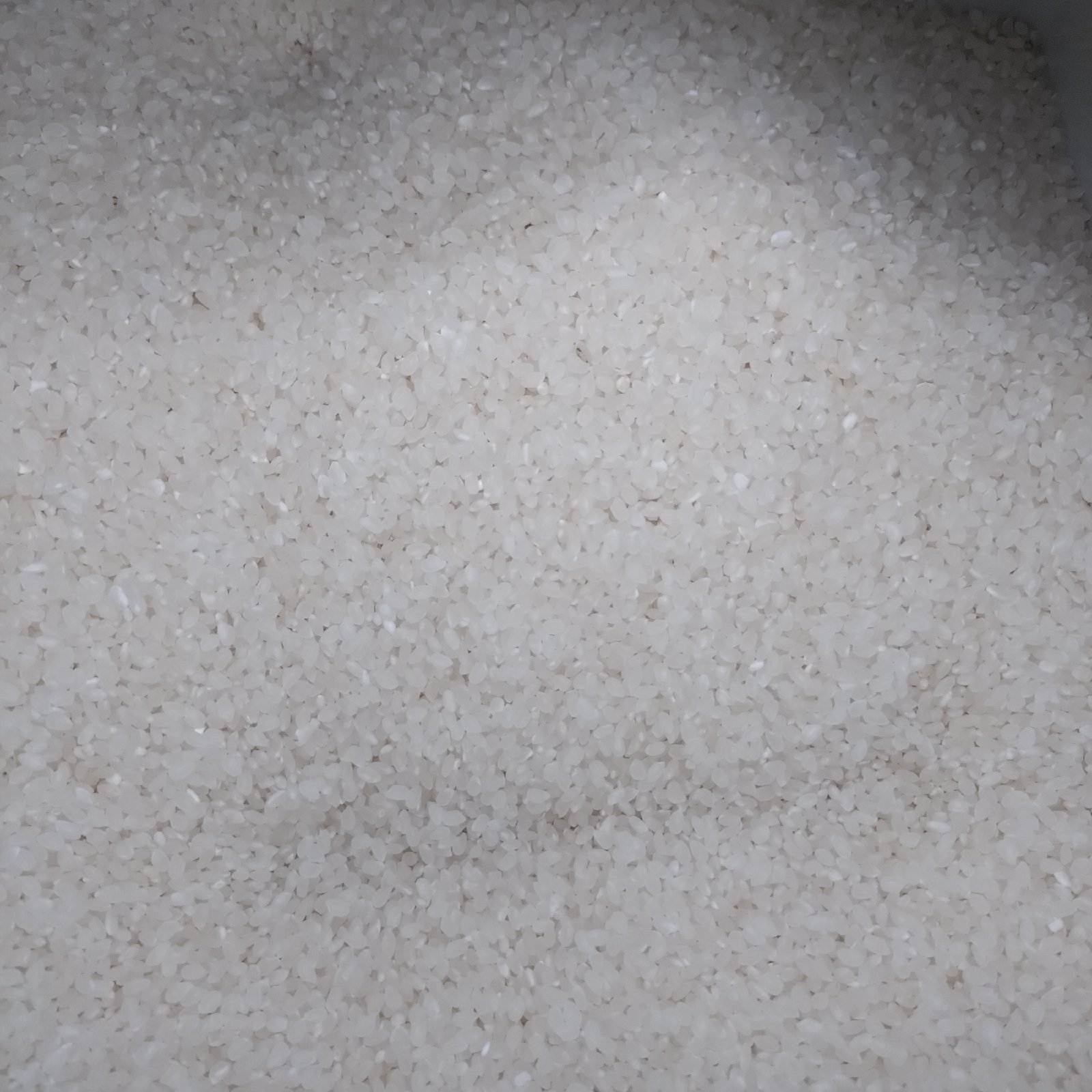 宮崎県産の2025年新米無洗米コシヒカリ20kg | 米・穀物/無洗米 産直