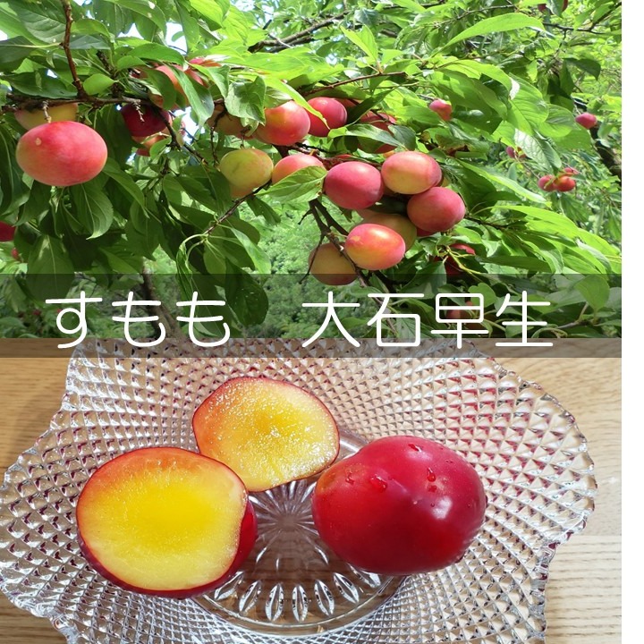 山梨県産　赤いすもも　大石早生　家庭用10kg